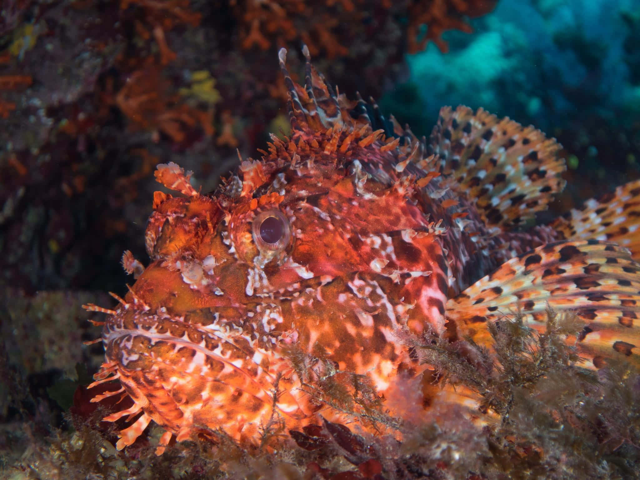 scorpionfish, orange, spiky fins, Full HD Desktop Wallpaper