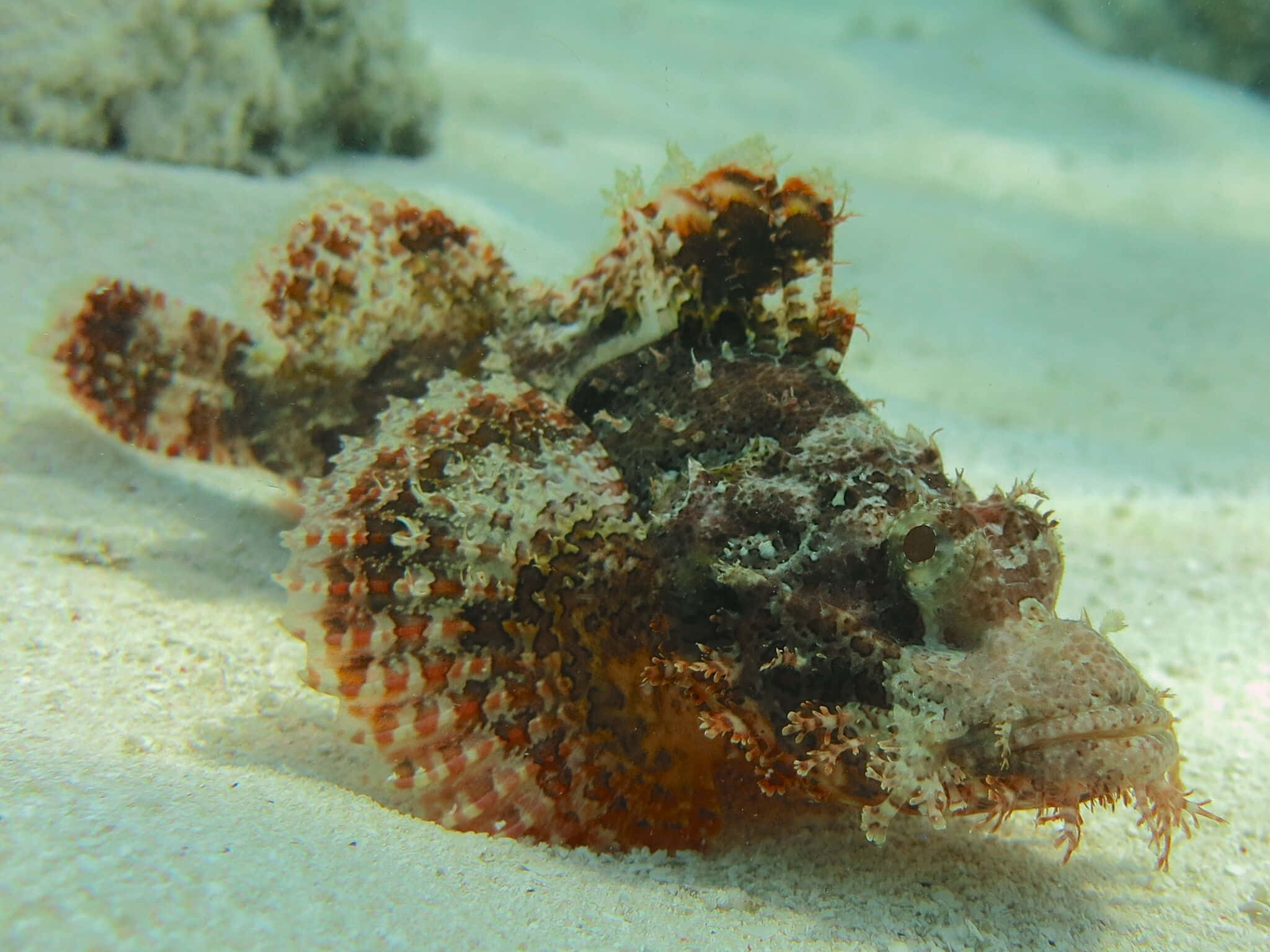 scorpionfish, sandy ocean floor, coral, Full HD Desktop Wallpaper