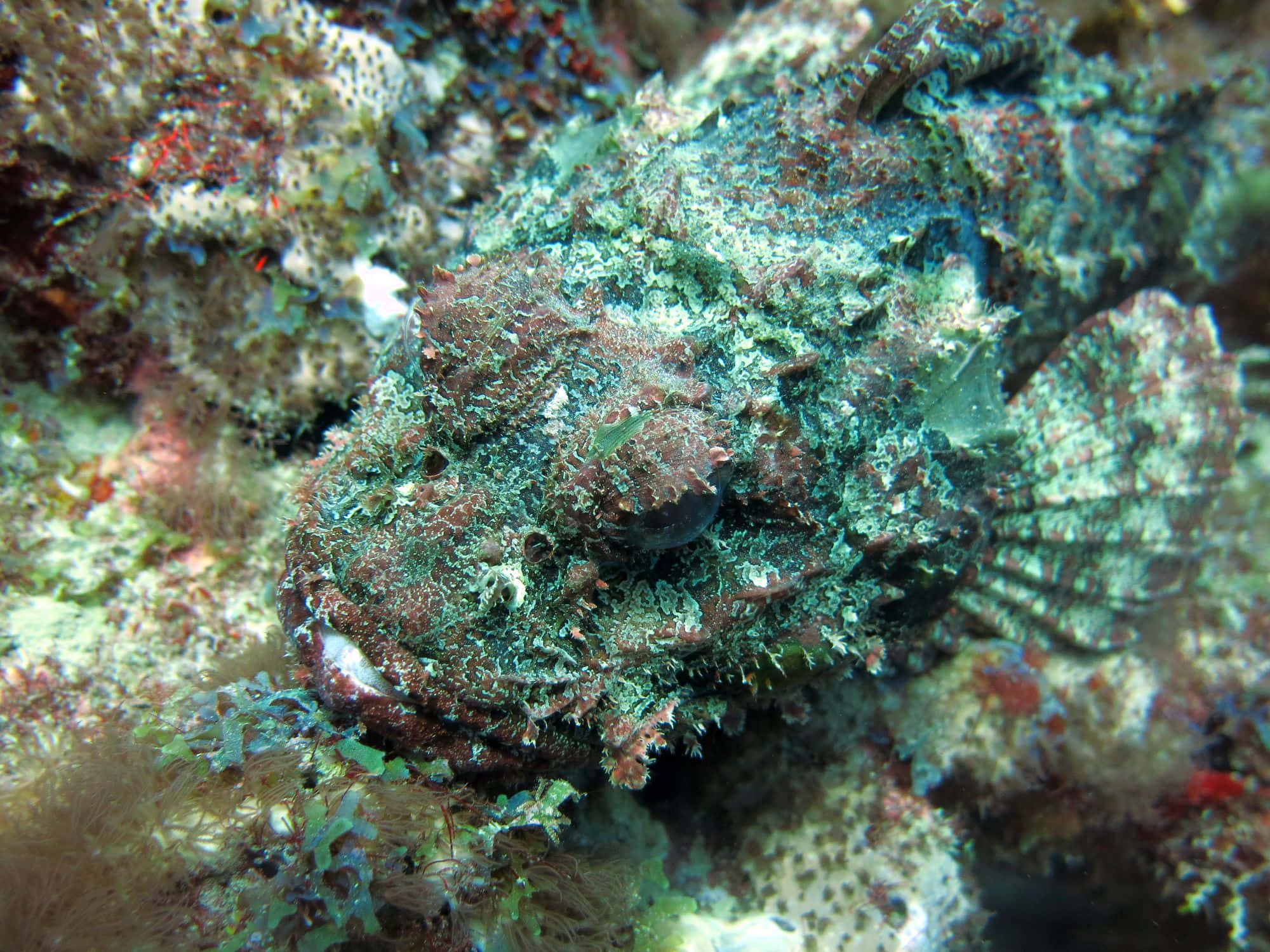 scorpionfish, coral, algae, Full HD Desktop Wallpaper