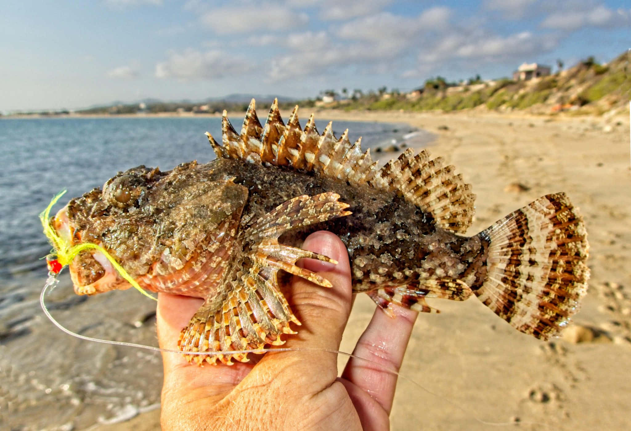 scorpionfish, spiky brown, bright lure, Full HD Desktop Wallpaper