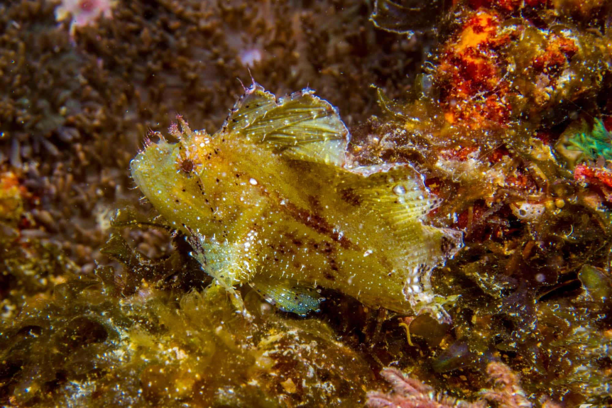 leaf scorpionfish, algae, coral, Full HD Desktop Wallpaper