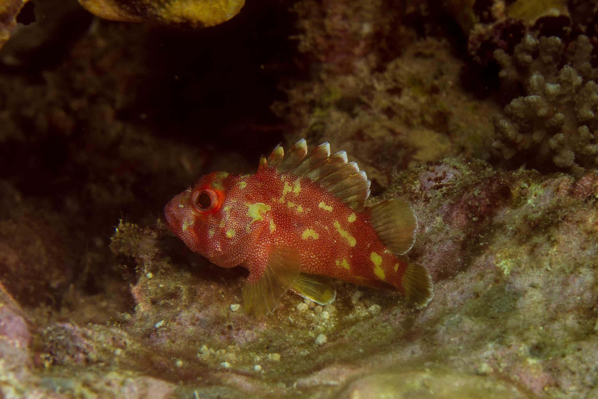 scorpionfish, vibrant red, yellow spots, Full HD Desktop Wallpaper