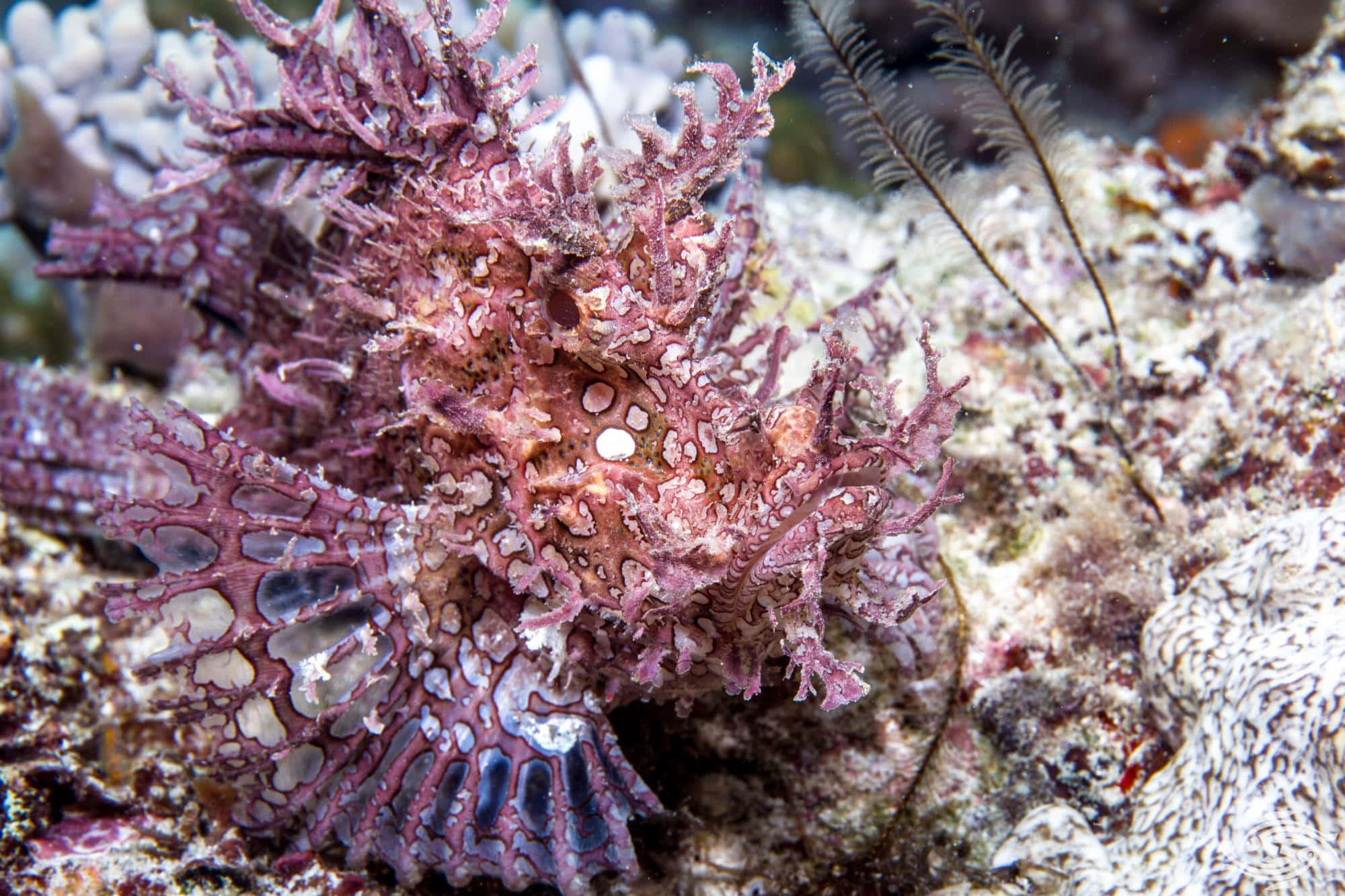 scorpionfish, coral reef, pink and white, Full HD Desktop Wallpaper