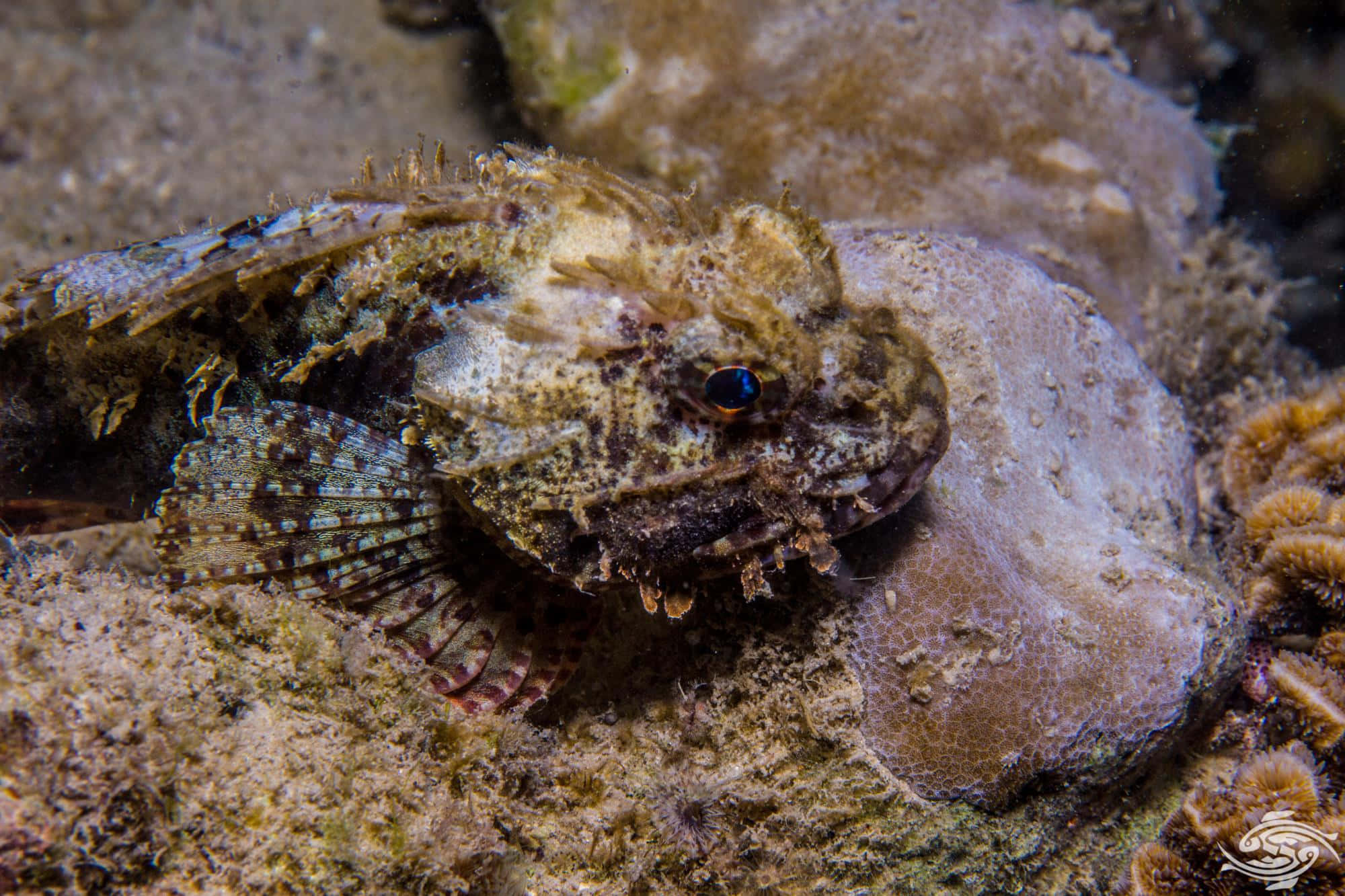 scorpionfish, sandy ocean floor, coral, Full HD Desktop Wallpaper