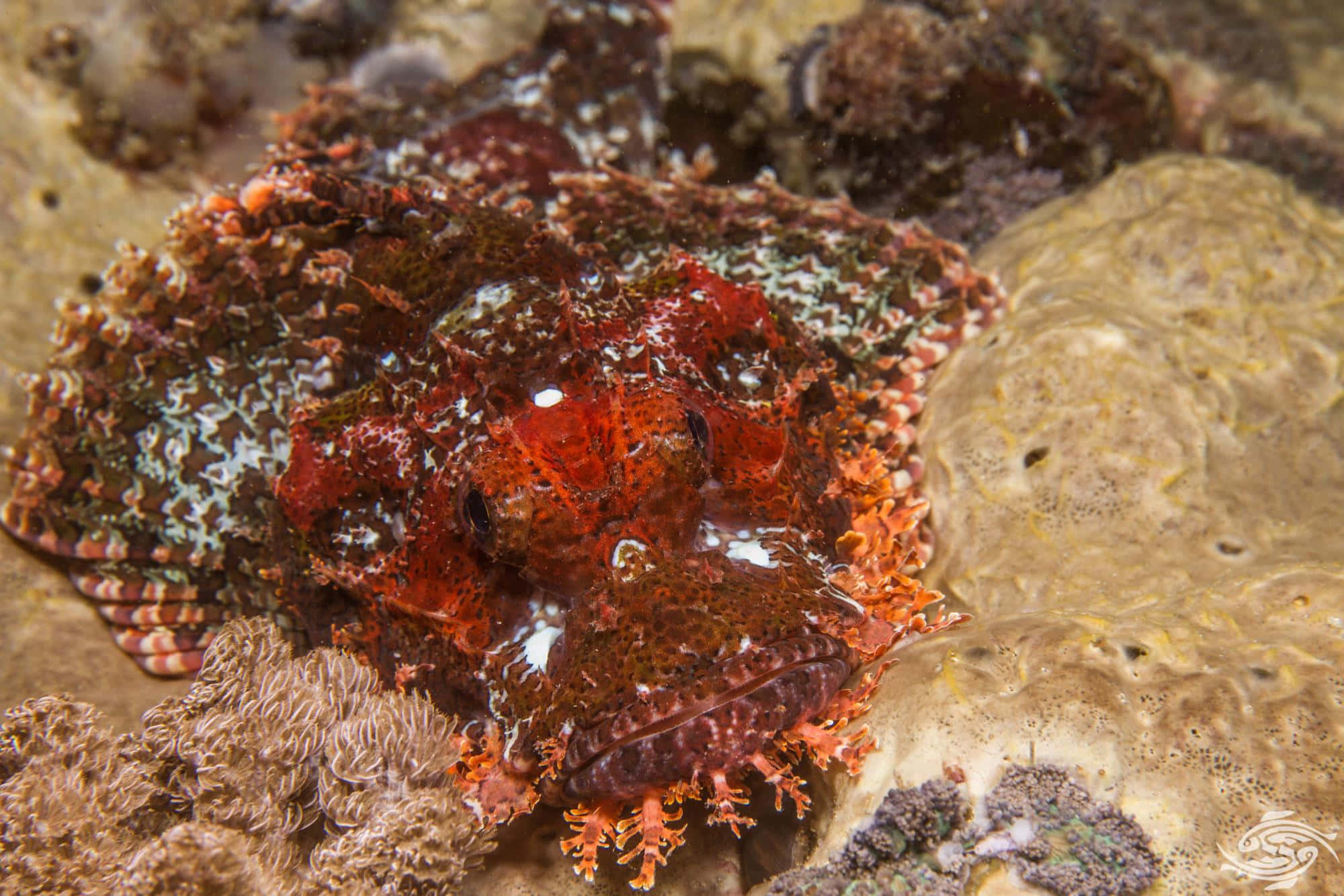 scorpionfish, vibrant coral reef, red scorpionfish, Full HD Desktop Wallpaper