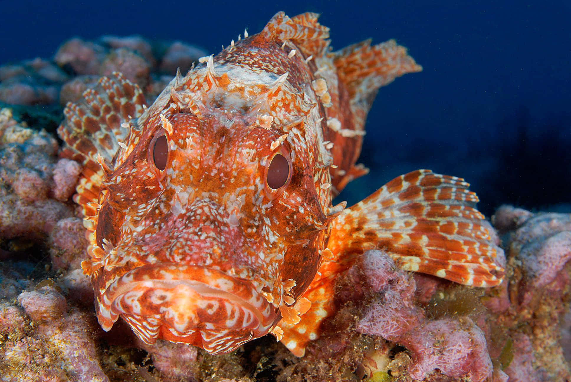 scorpionfish, orange and white patterns, coral, Full HD Desktop Wallpaper