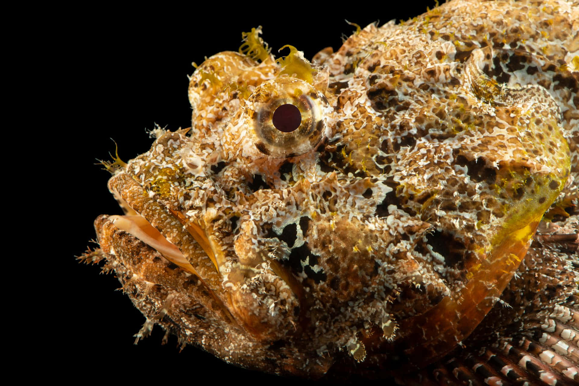 camouflaged scorpionfish, textured skin, large eye, Full HD Desktop Wallpaper