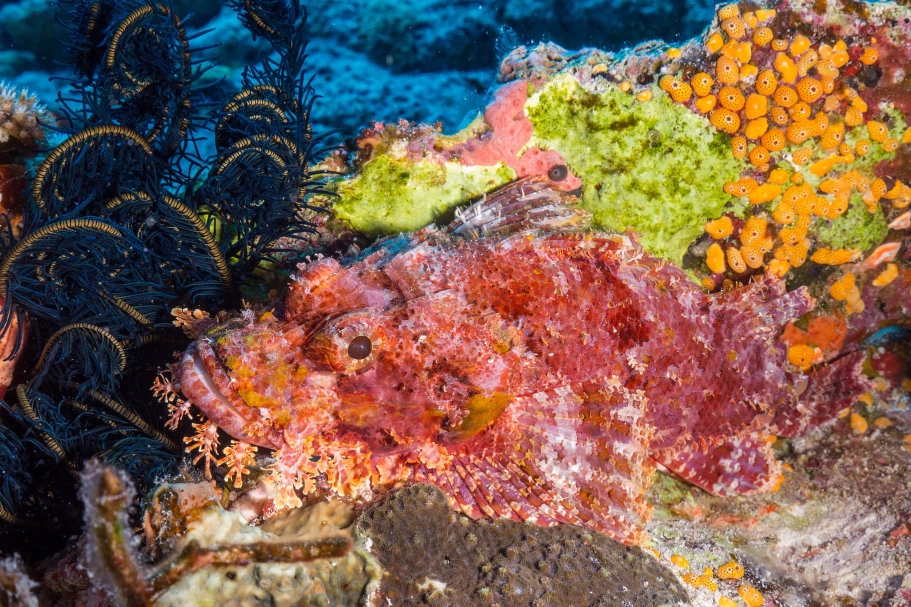 scorpionfish, coral, black sea feathers, HD Desktop Wallpaper