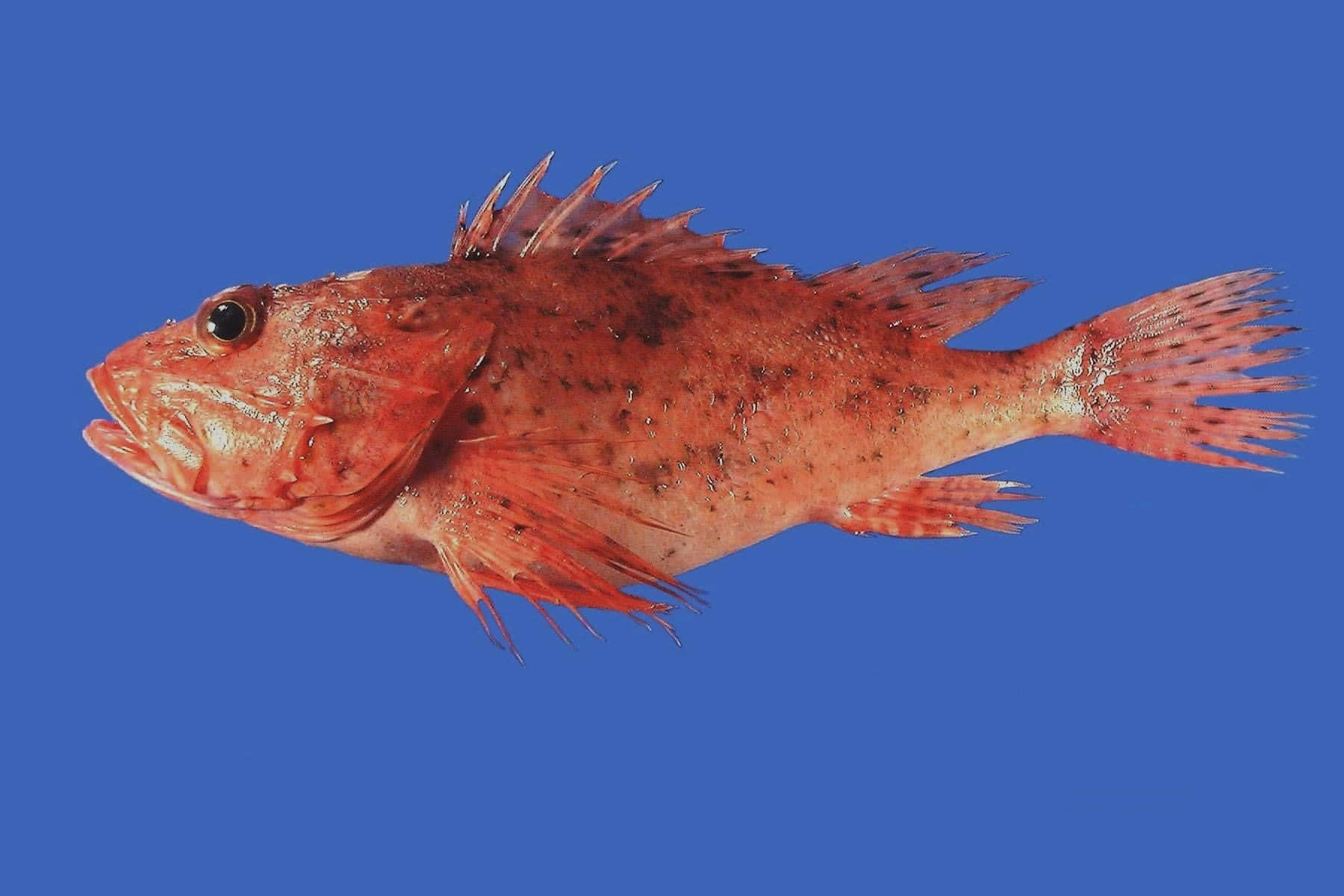 scorpionfish, reddish-brown, spiky fins, HD Desktop Wallpaper