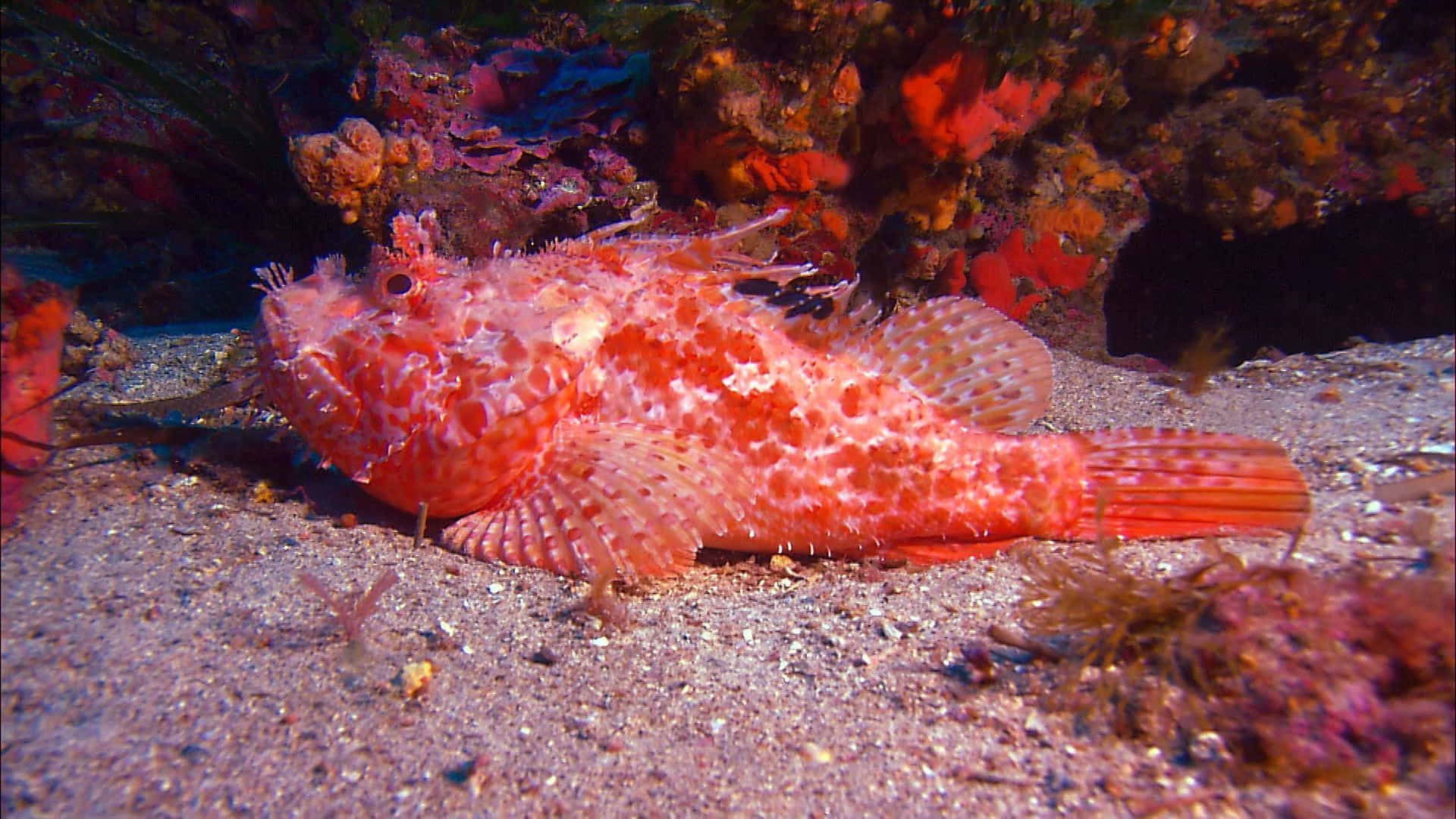 scorpionfish, ocean floor, sandy ocean floor, Full HD Desktop Wallpaper