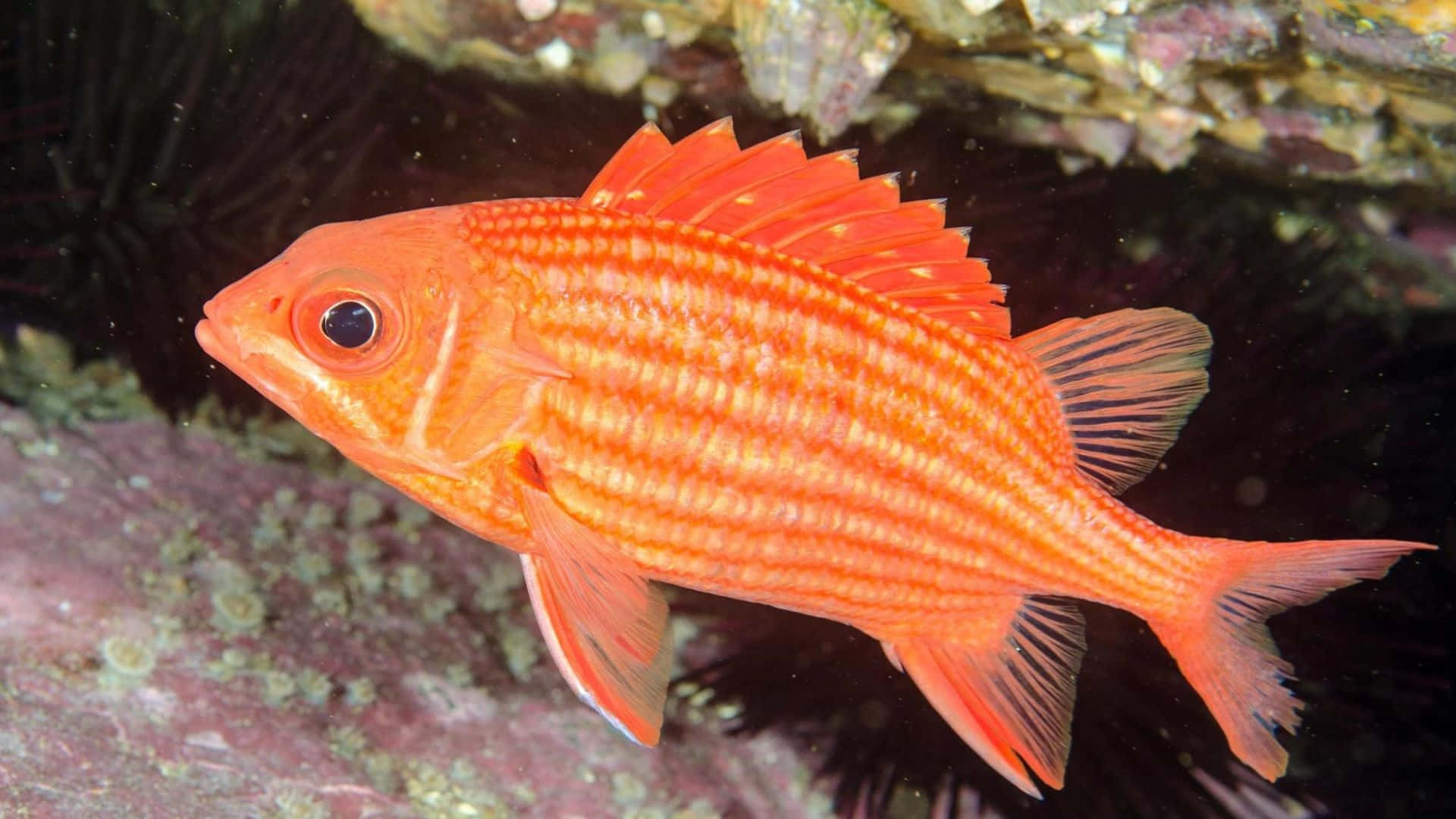 vibrant orange squirrelfish, striped body, spiky fins, Full HD Desktop Wallpaper