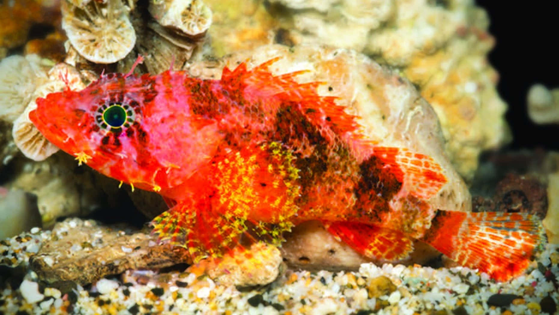 scorpionfish, vibrant red, spiky fins, HD Desktop Wallpaper