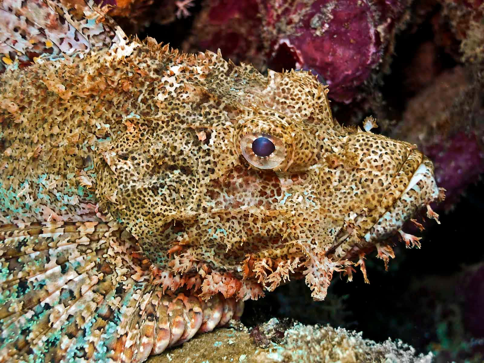 scorpionfish, mottled brown and orange skin, coral reef, HD Desktop Wallpaper