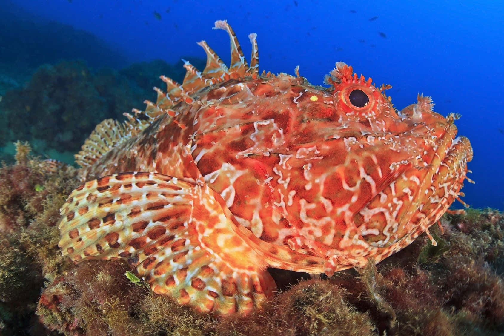 scorpionfish, coral reef, deep blue ocean water, HD Desktop Wallpaper