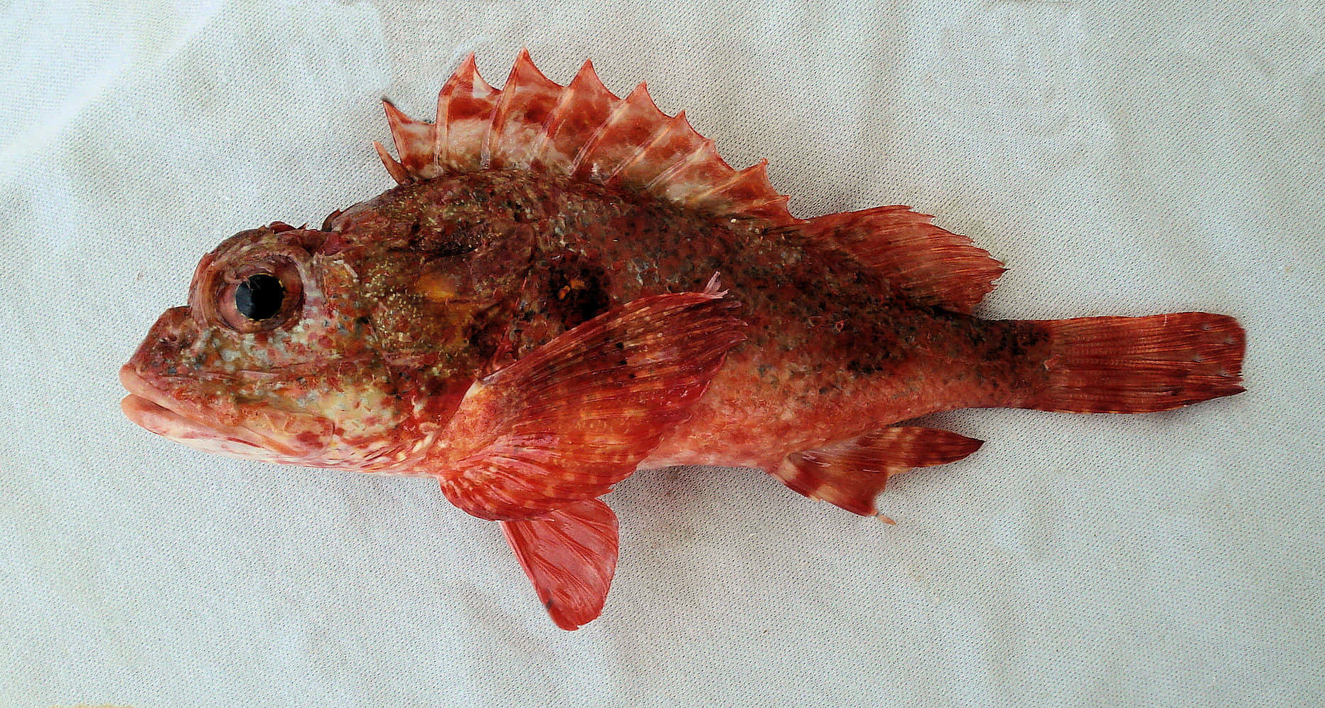 red scorpionfish, spiky dorsal fins, textured white cloth, HD Desktop Wallpaper