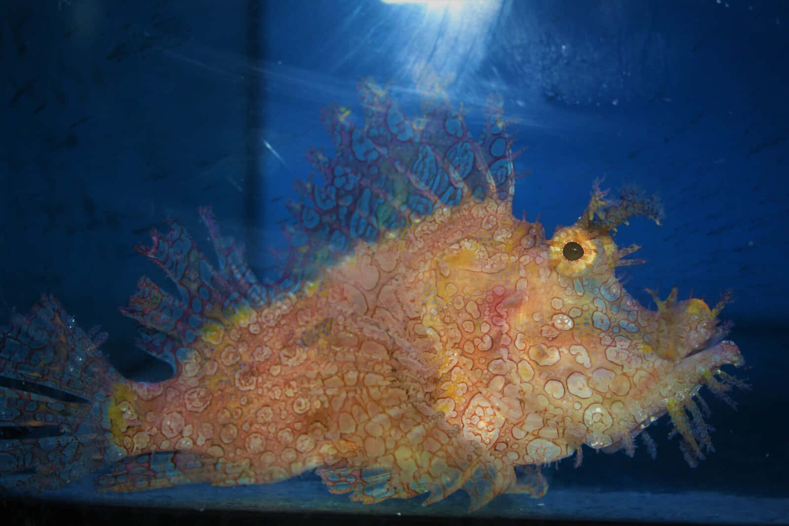 scorpionfish, orange and yellow, intricate spotted patterns, HD Desktop Wallpaper