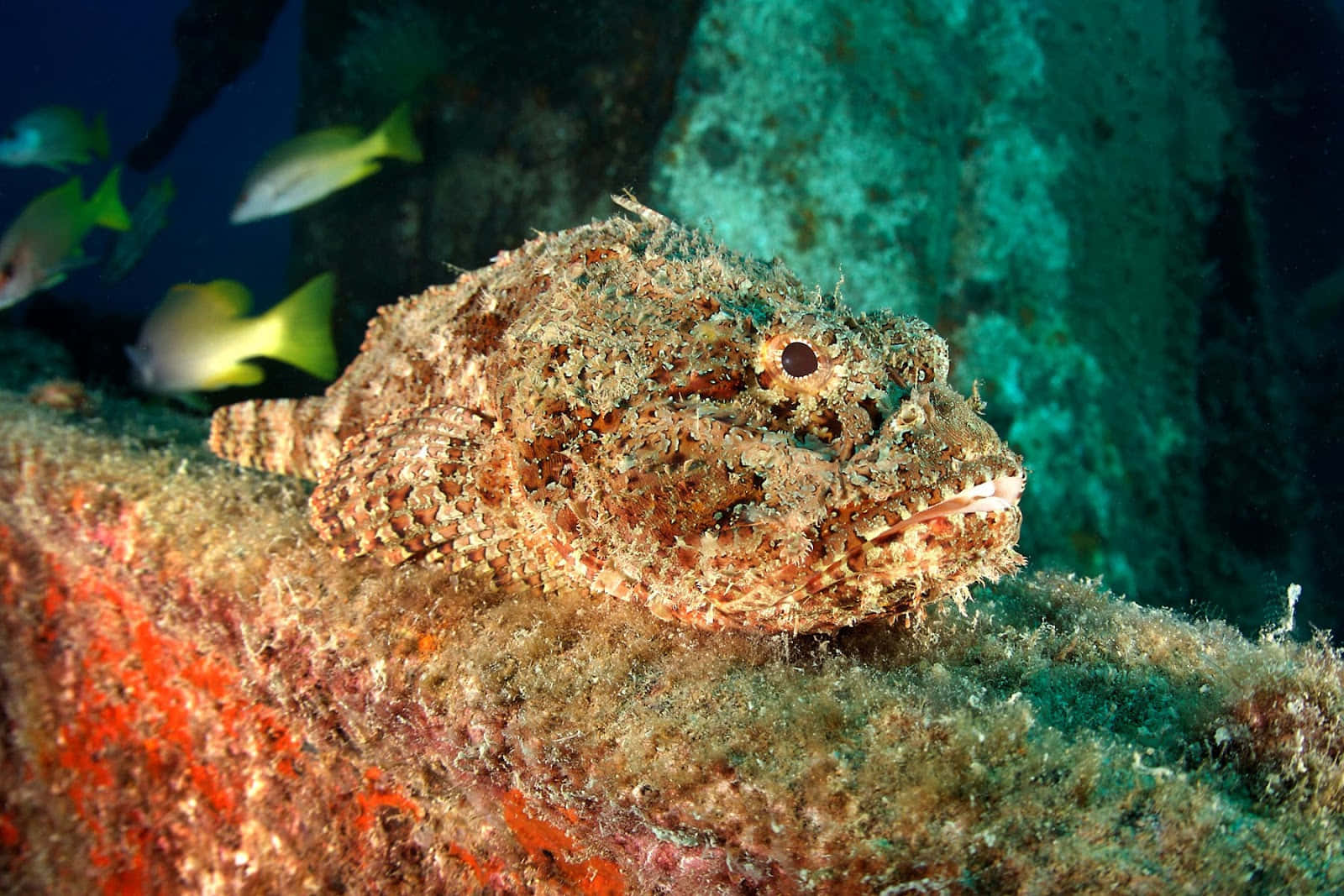 scorpionfish, vibrant coral reef, colorful fish, HD Desktop Wallpaper
