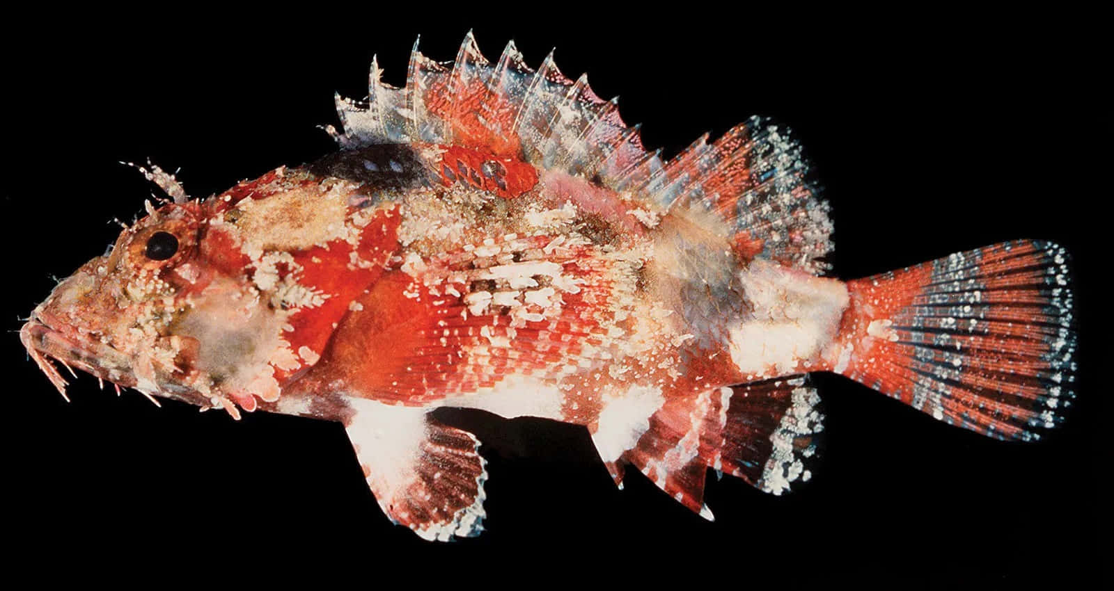 scorpionfish, red white and black markings, dark waters, HD Desktop Wallpaper