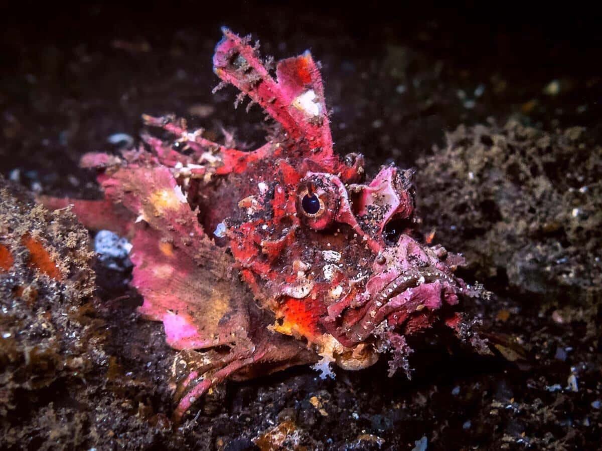 Scorpionfish, vivid red, dark ocean floor, SD Desktop Wallpaper