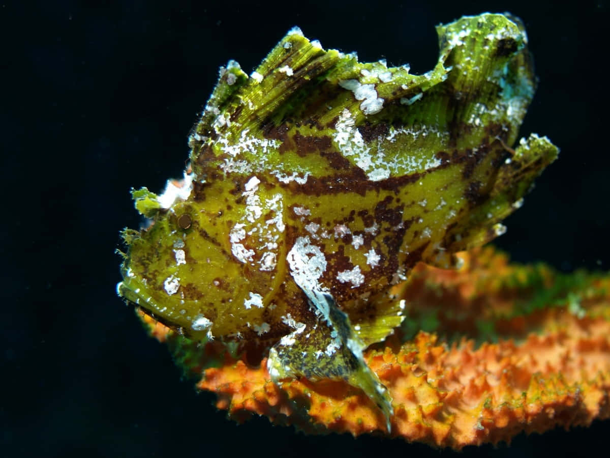 scorpionfish, green and brown, orange coral, SD Desktop Wallpaper