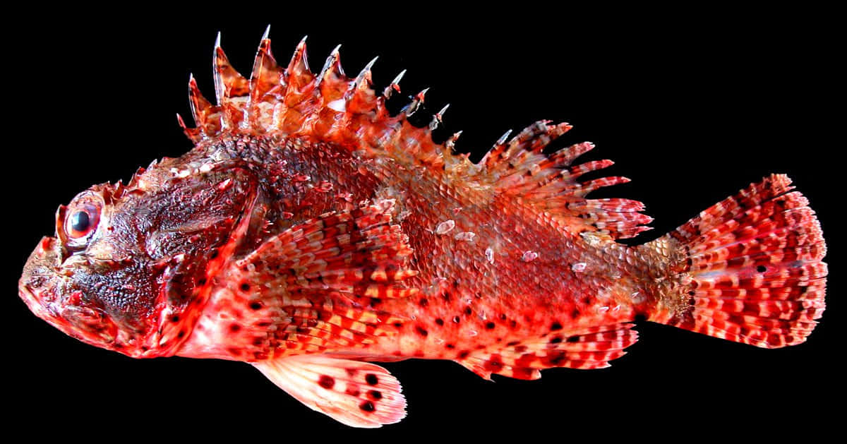 Red Scorpionfish, spiky fins, textured scales, SD Desktop Wallpaper