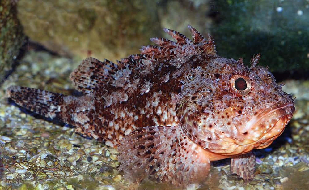 scorpionfish, pebbled ocean floor, rocks, SD Desktop Wallpaper