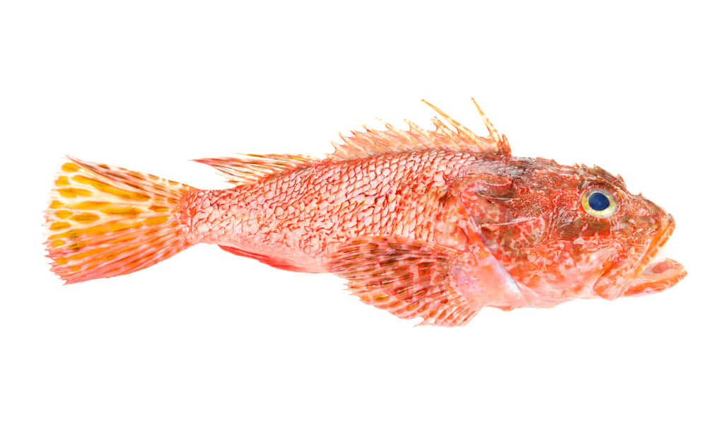 red scorpionfish, spiky fins, striking blue eye, SD Desktop Wallpaper
