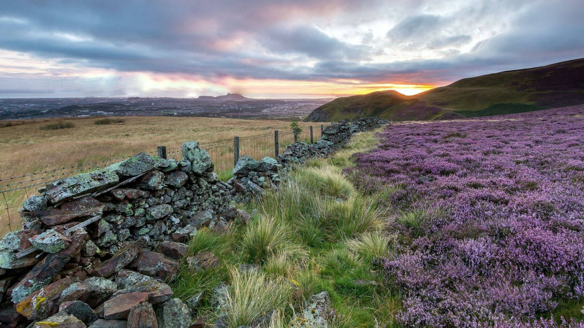 Scotland, stone wall, field of purple heather, Full HD Desktop Wallpaper