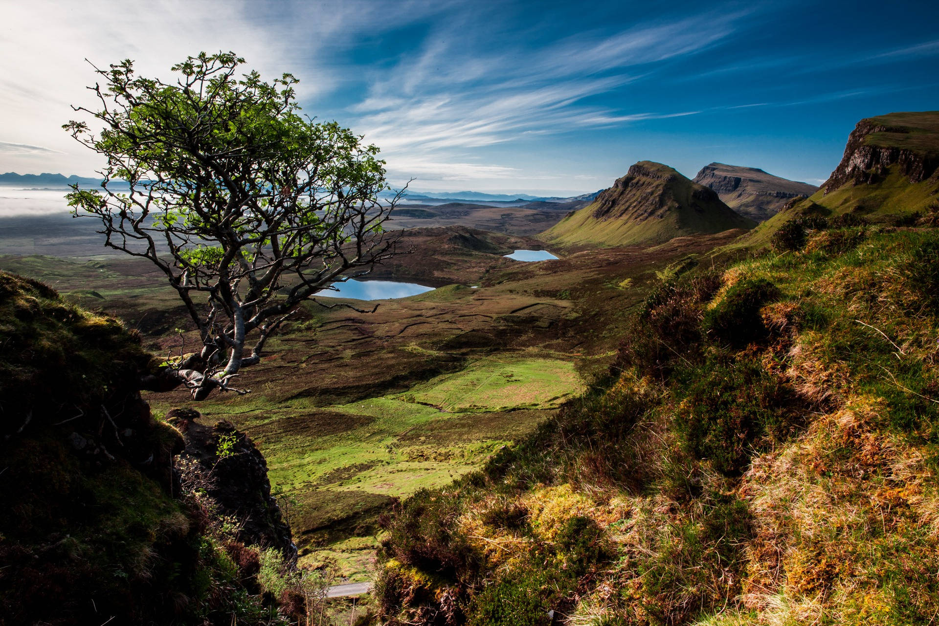 Scotland, windswept tree, cliff, Full HD Desktop Wallpaper