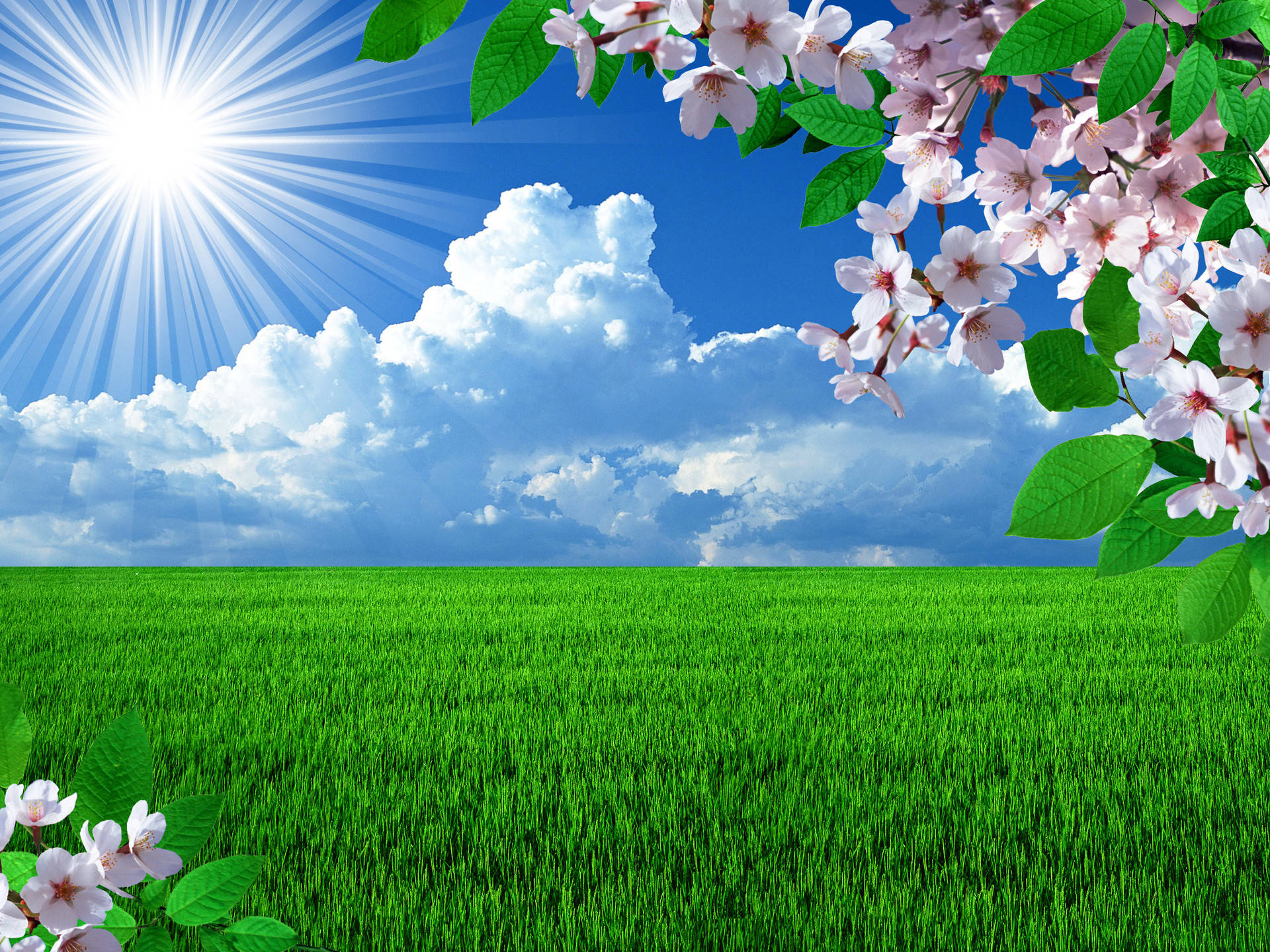 pink cherry blossoms, spring sunny day, vibrant green field, Full HD Desktop Wallpaper