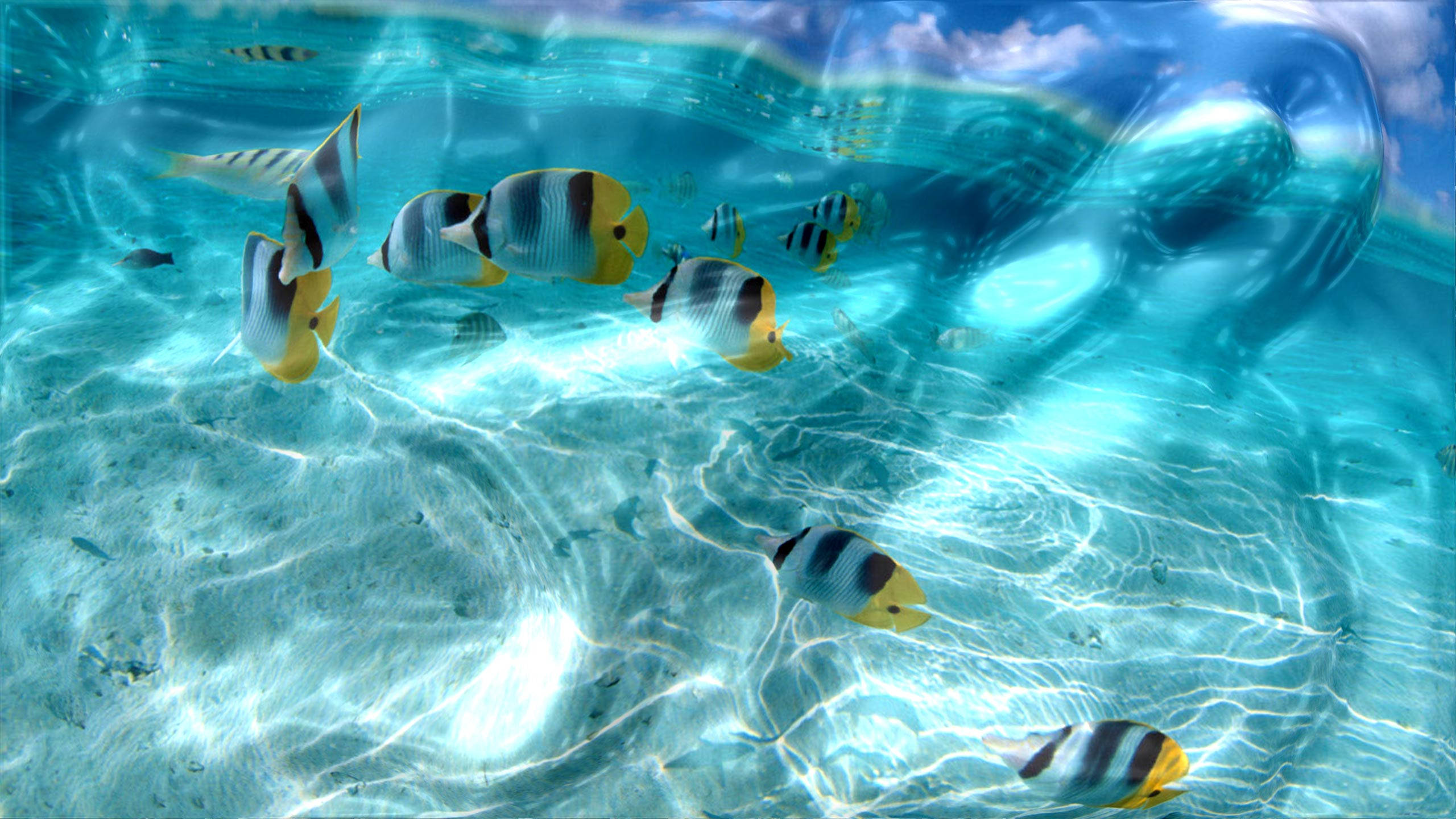 butterflyfish, school, underwater, 2K Desktop Wallpaper