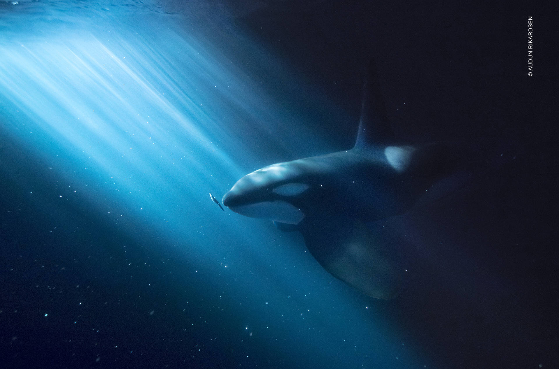 orca, killer whale, ocean, Full HD Desktop Wallpaper