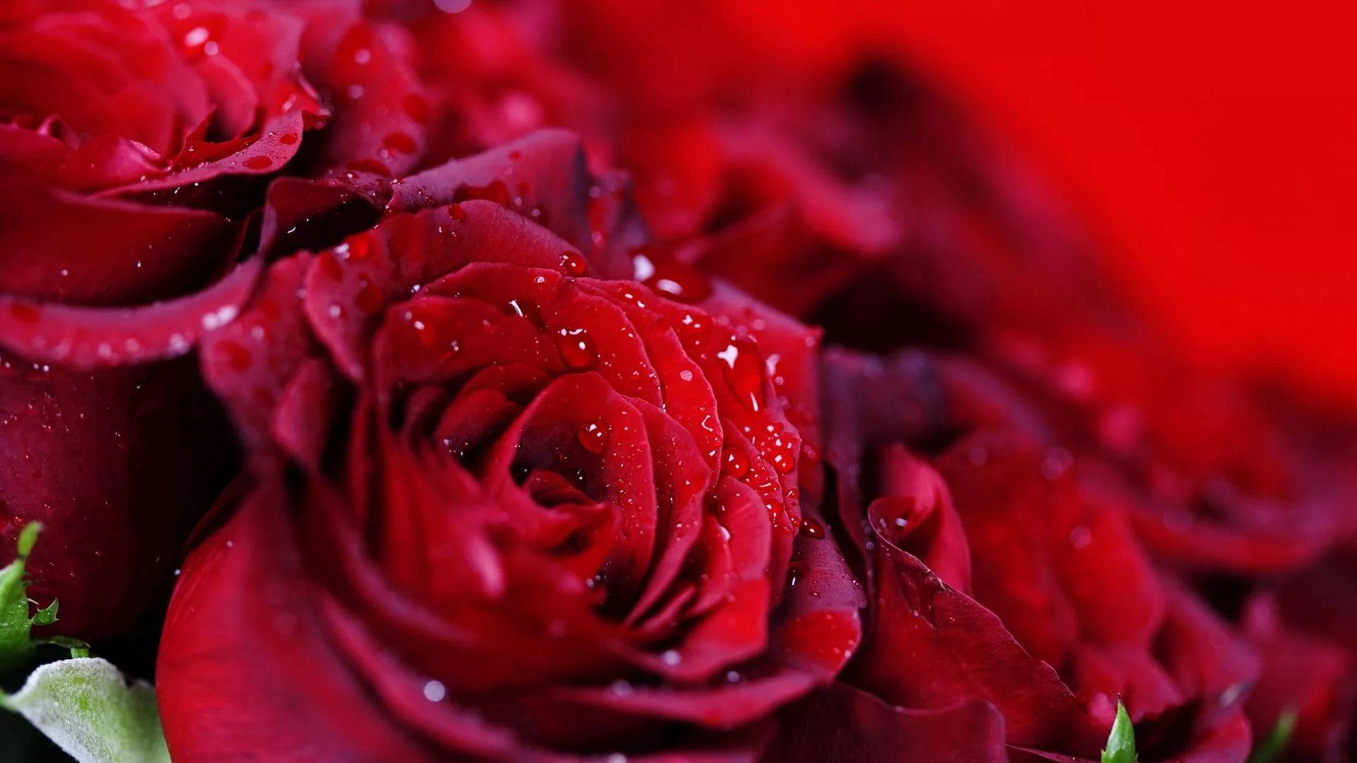 red rose, water droplets, lush close-up, Full HD Desktop Wallpaper