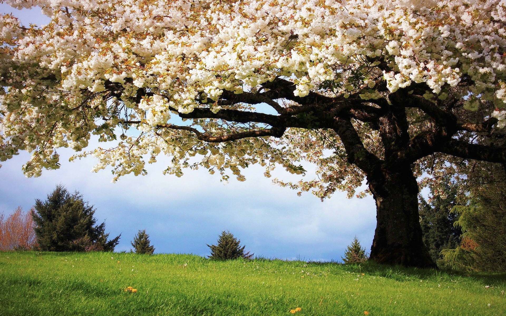 cherry blossom tree, white flowers, vibrant green meadow, Full HD Desktop Wallpaper