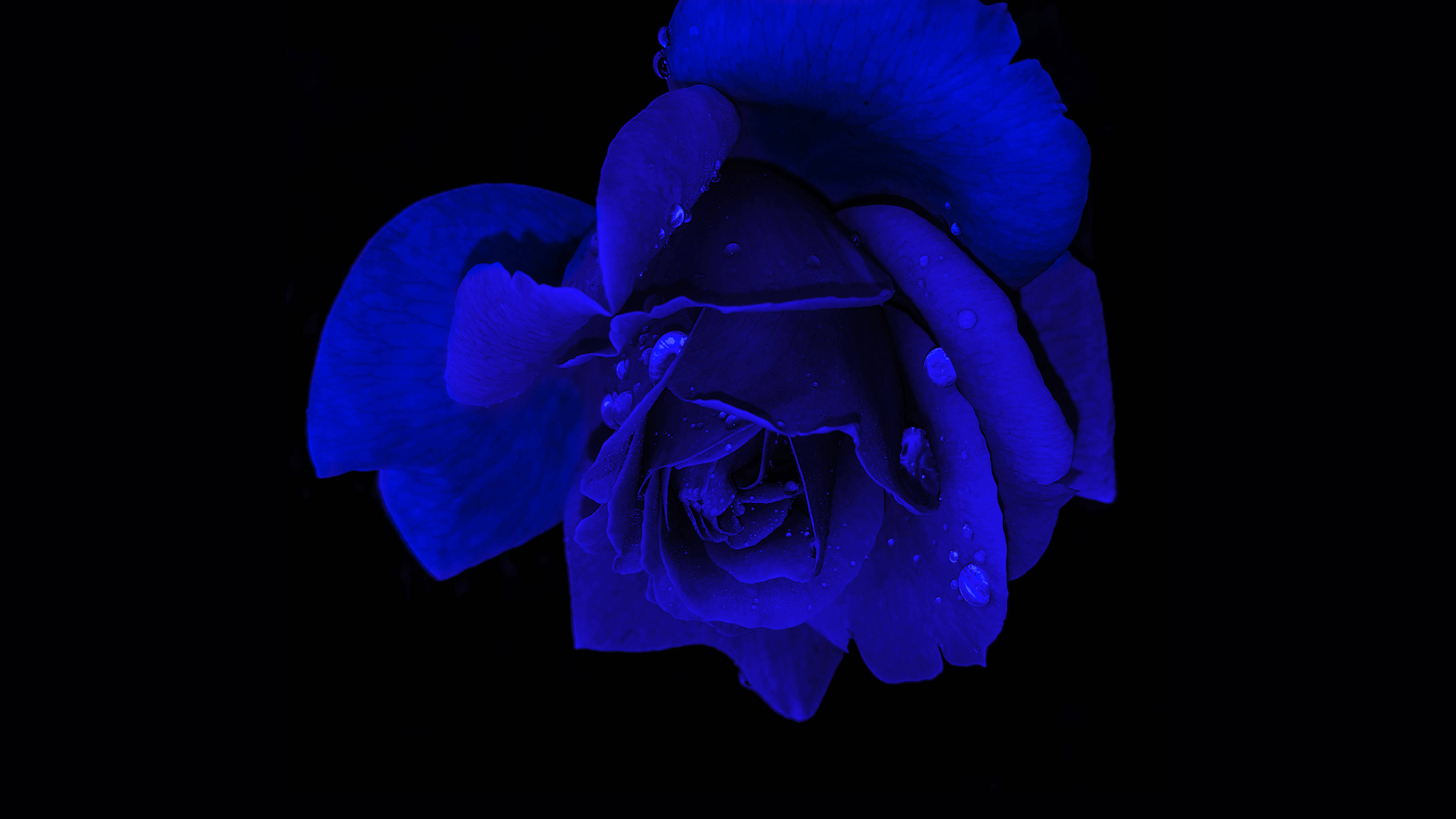 black screen, 4K, blue rose, 4K Desktop Wallpaper