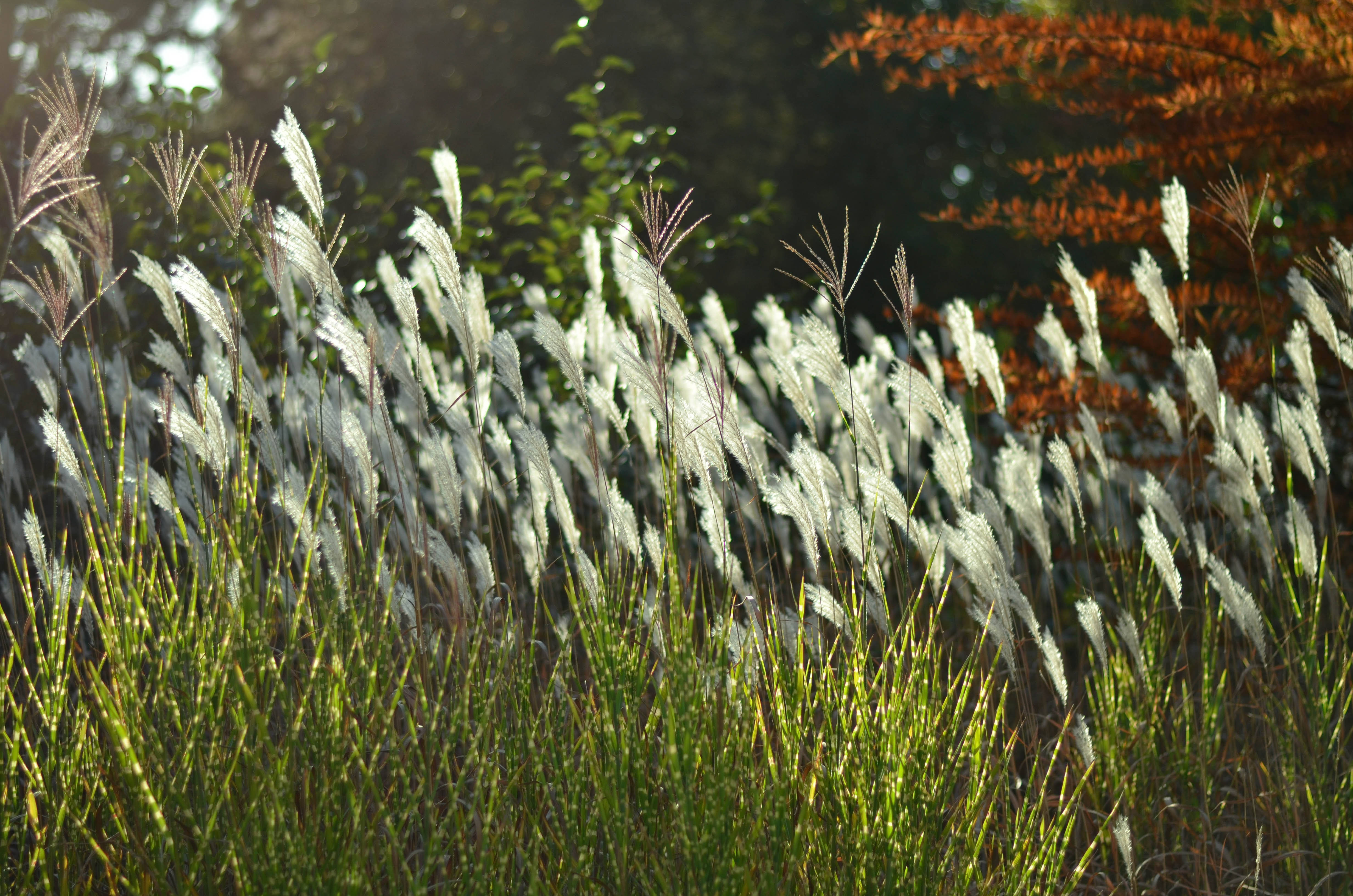 pampas grass, sunlight glints, feathery white plumes, 4K Desktop Wallpaper