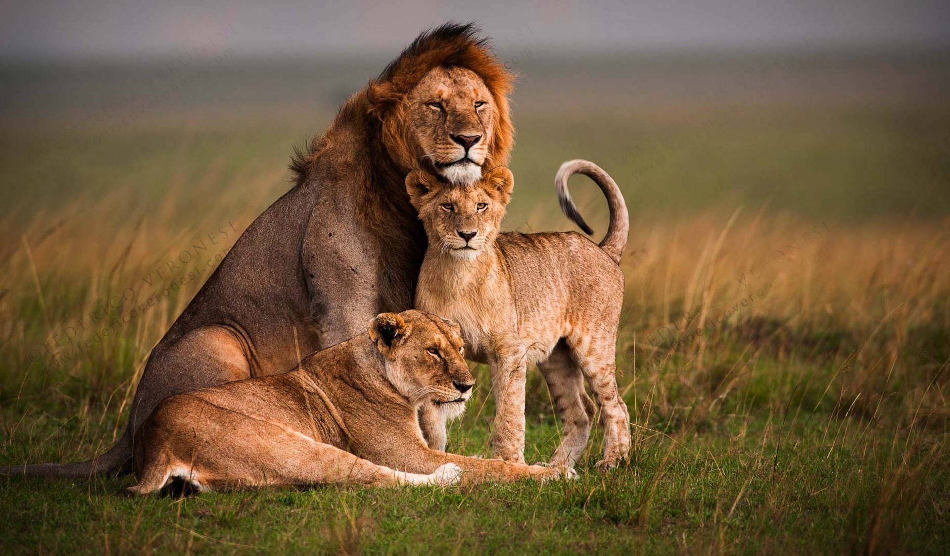 lion, lioness, young cub, Full HD Desktop Wallpaper