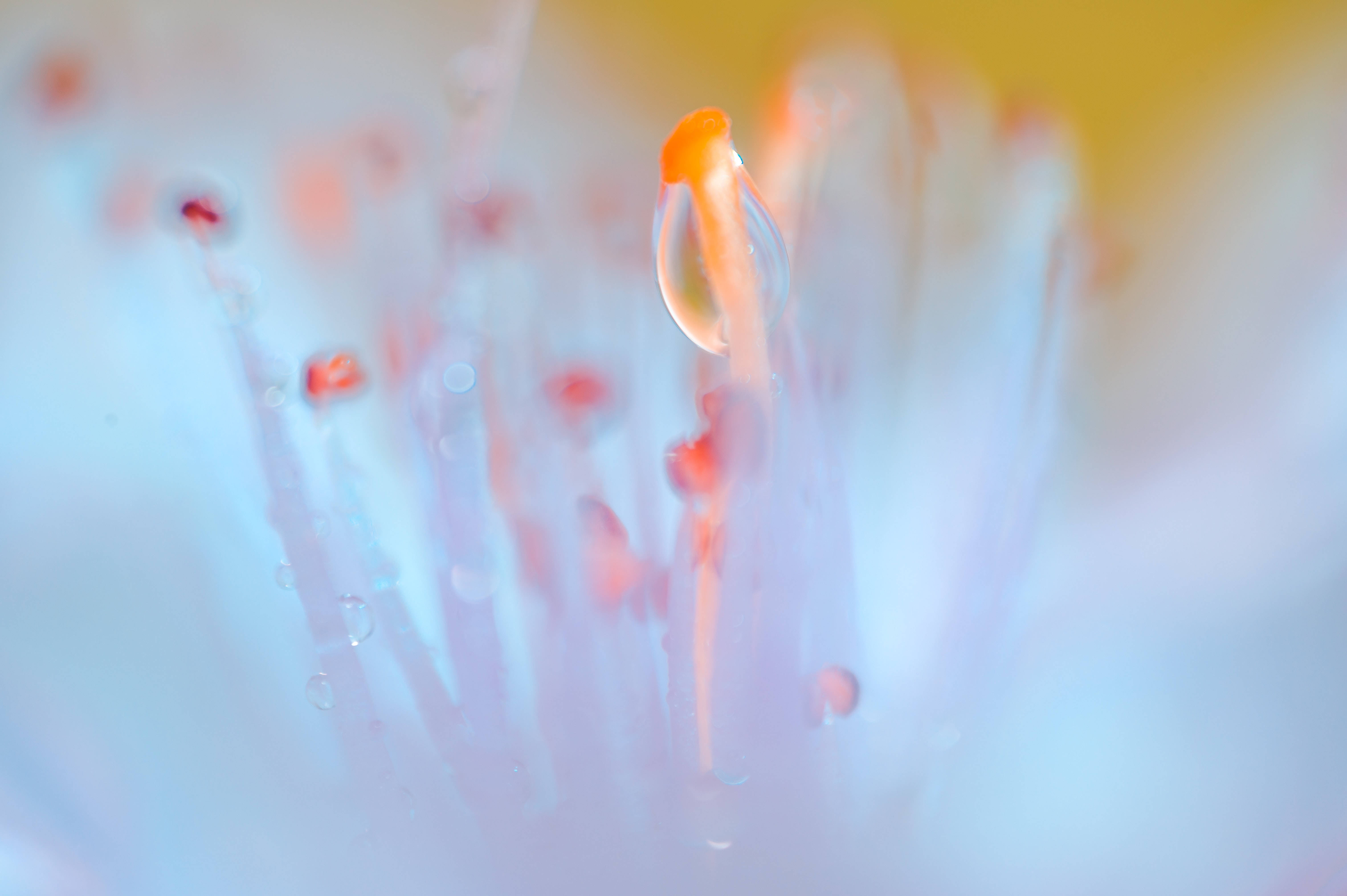 macro flower, dewdrop, pale blue flower stamen, 5K Desktop Wallpaper