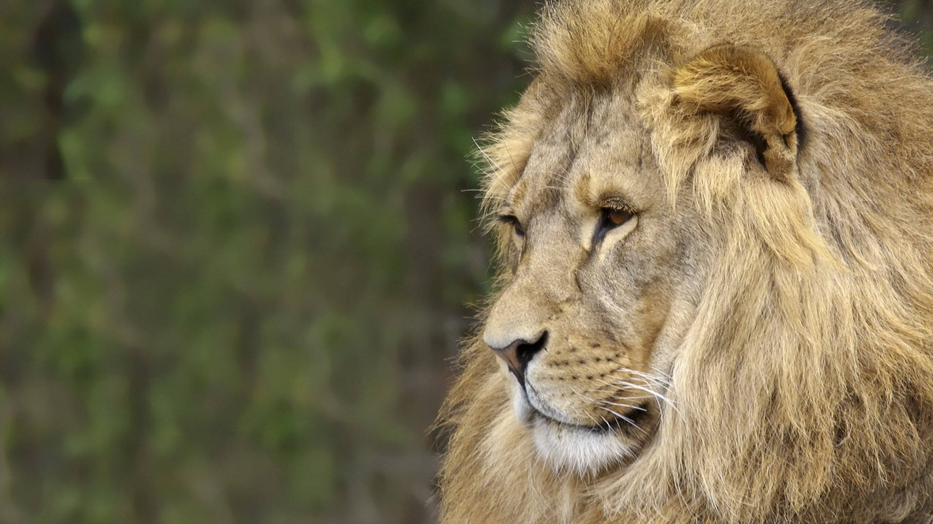 lion, golden mane, forest, Full HD Desktop Wallpaper