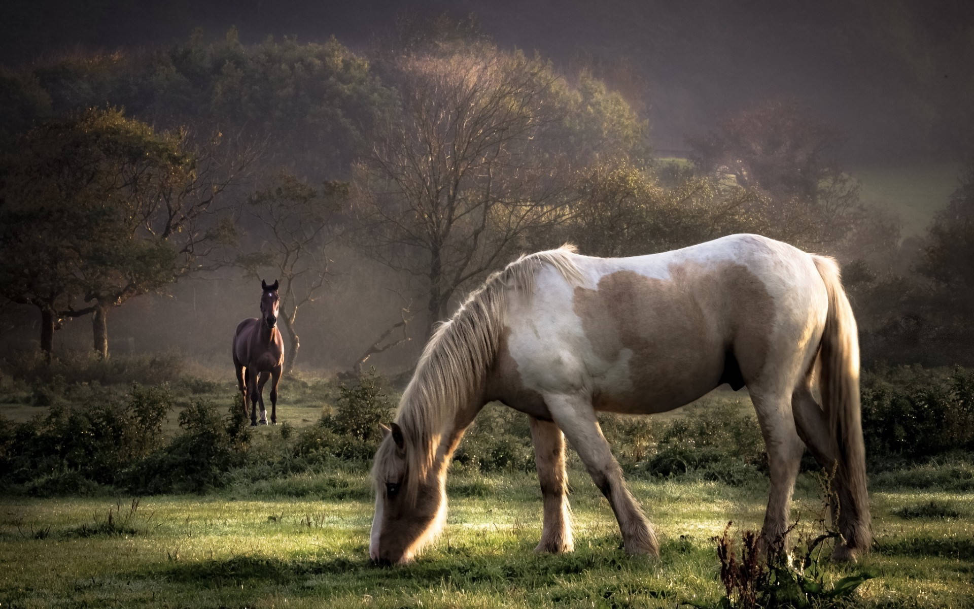 horses, pasture, misty meadow, Full HD Desktop Wallpaper
