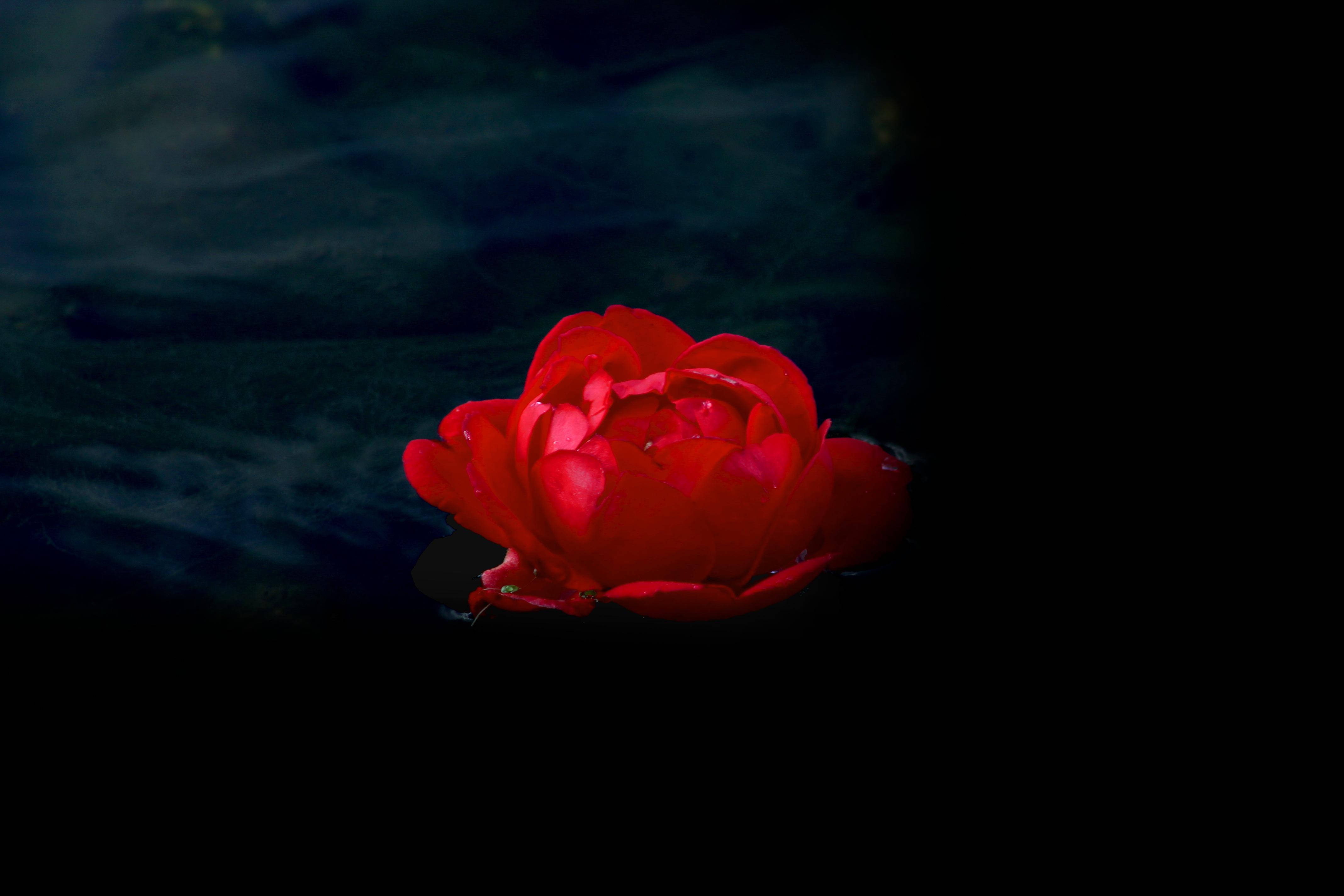 red rose, dark, still water, dramatic low light, 4K Desktop Wallpaper