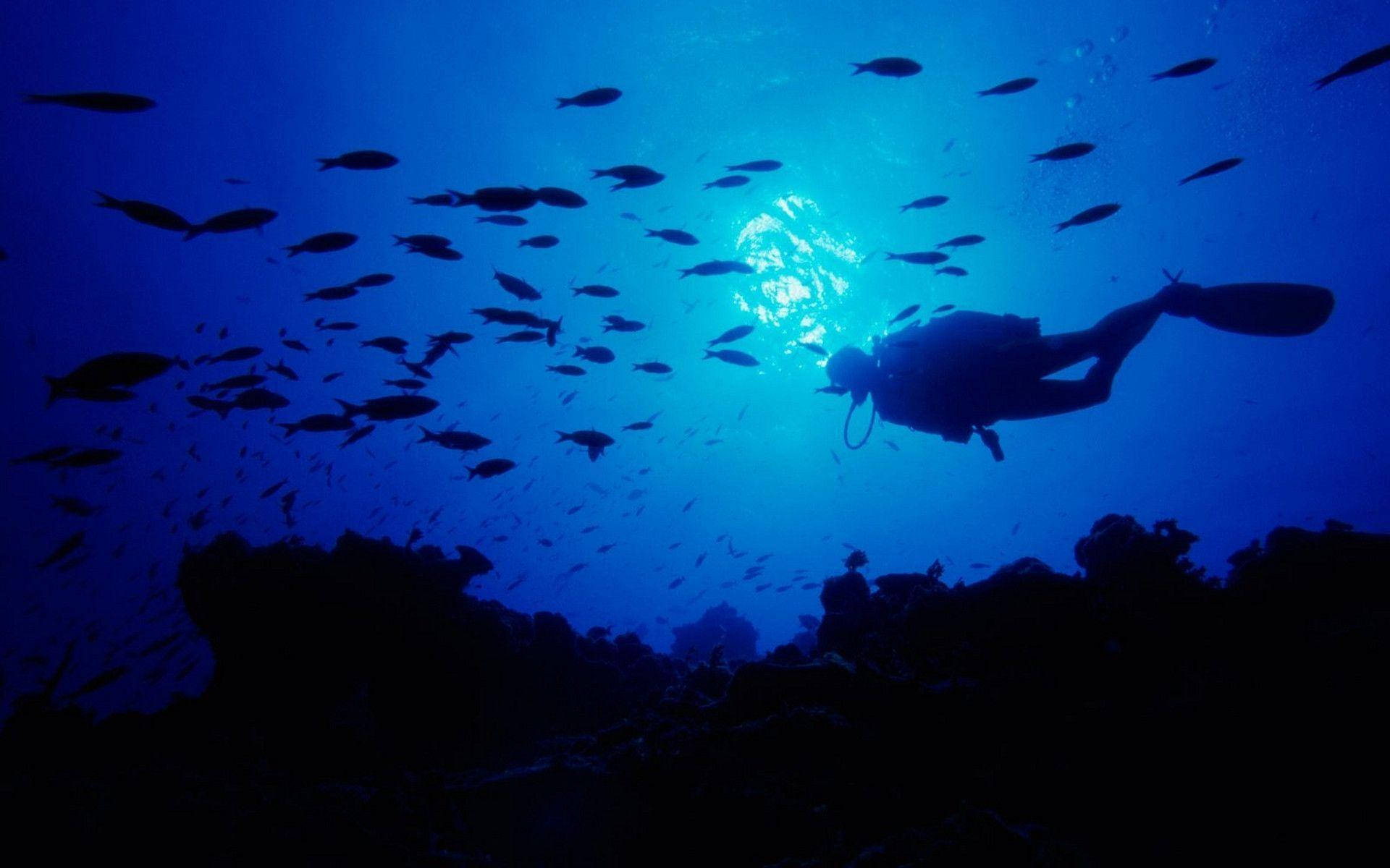 diver, sunlit blue water, coral, Full HD Desktop Wallpaper