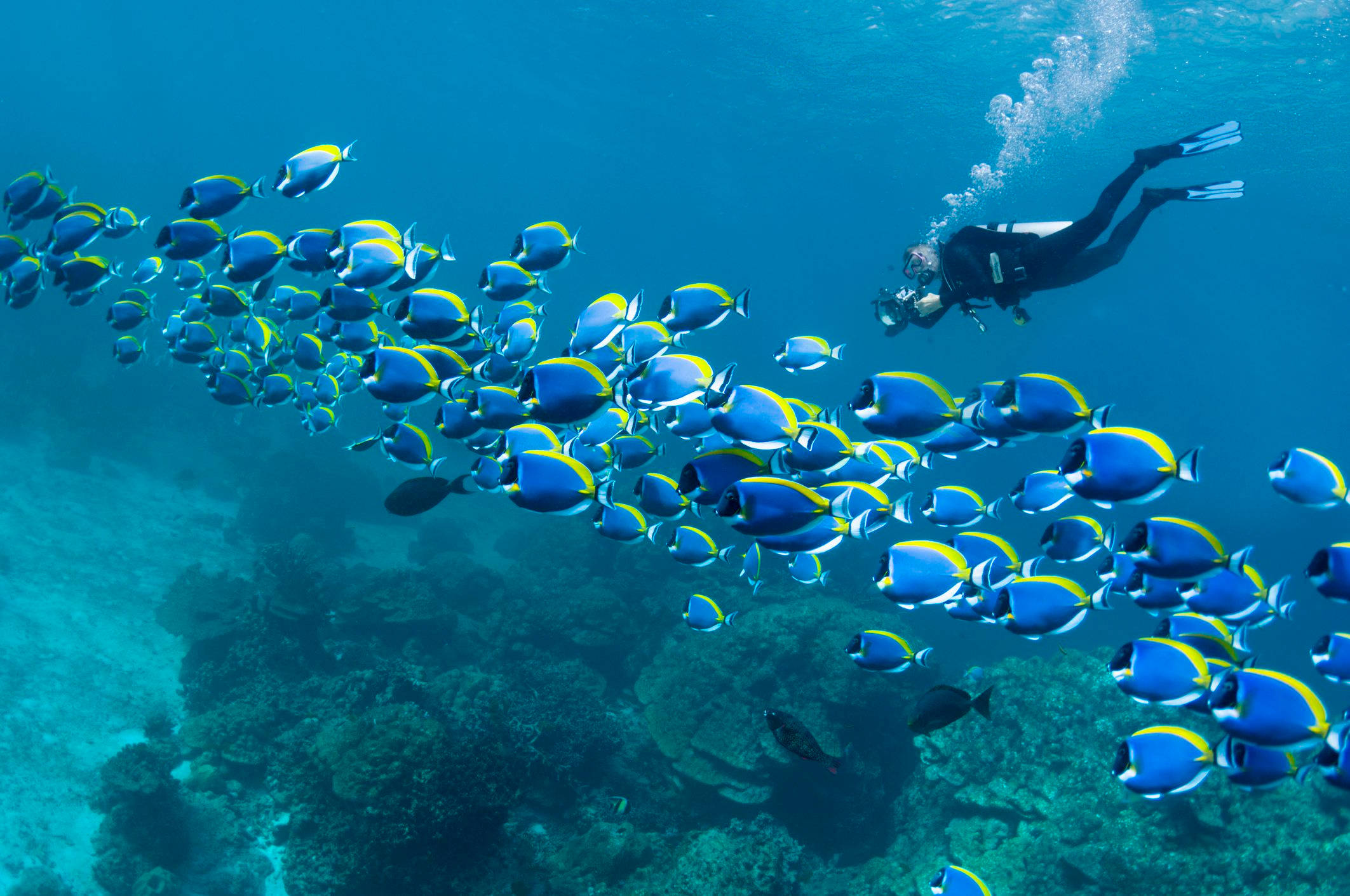 scuba diver, school of blue and yellow surgeonfish, coral reef, Full HD Desktop Wallpaper