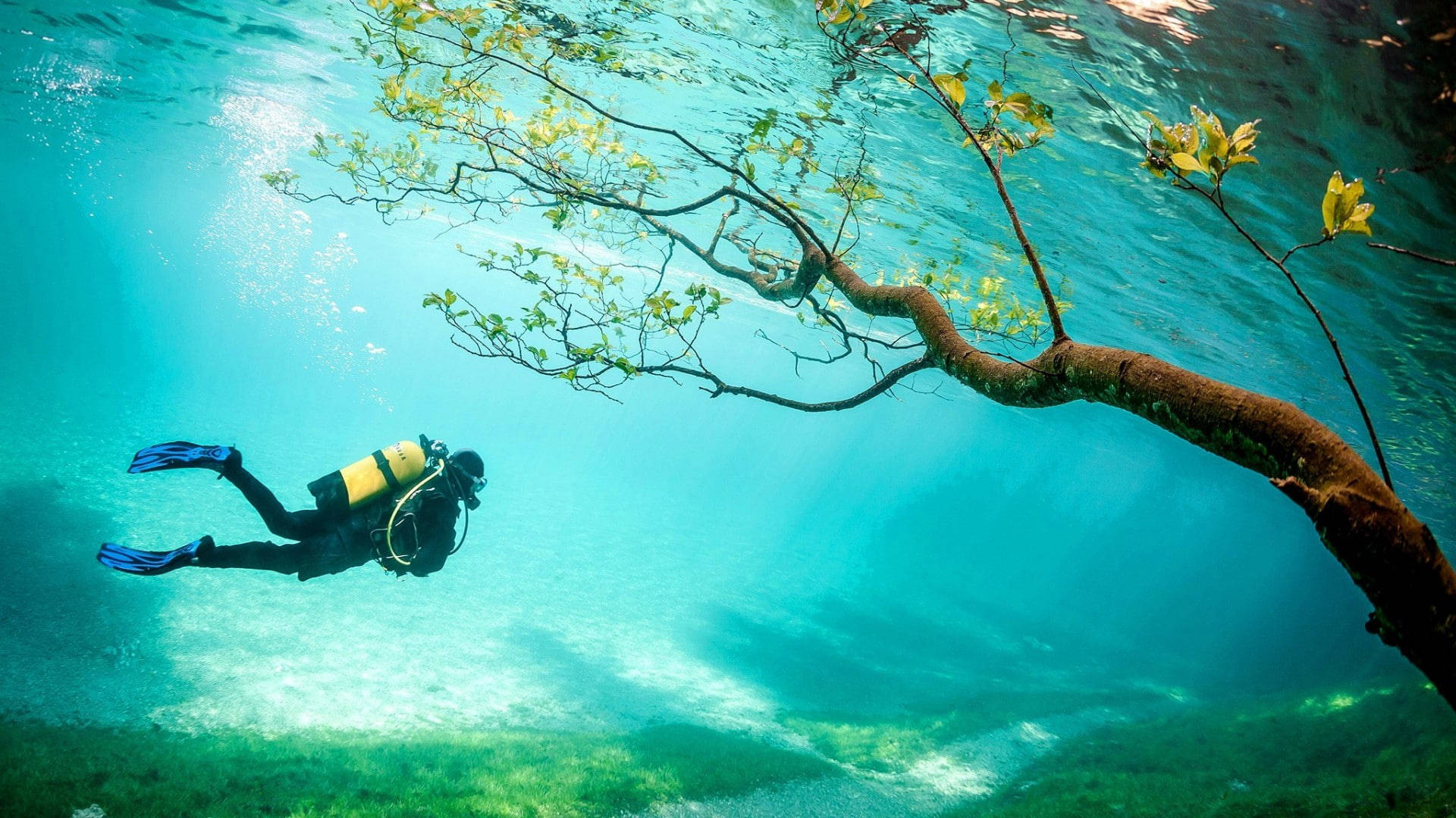 scuba diving, underwater tree, crystal clear turquoise water, Full HD Desktop Wallpaper