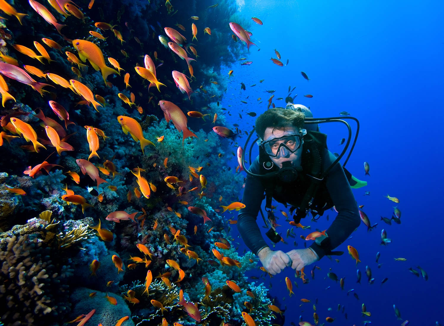 scuba diver, vibrant coral reef, orange fish, HD Desktop Wallpaper