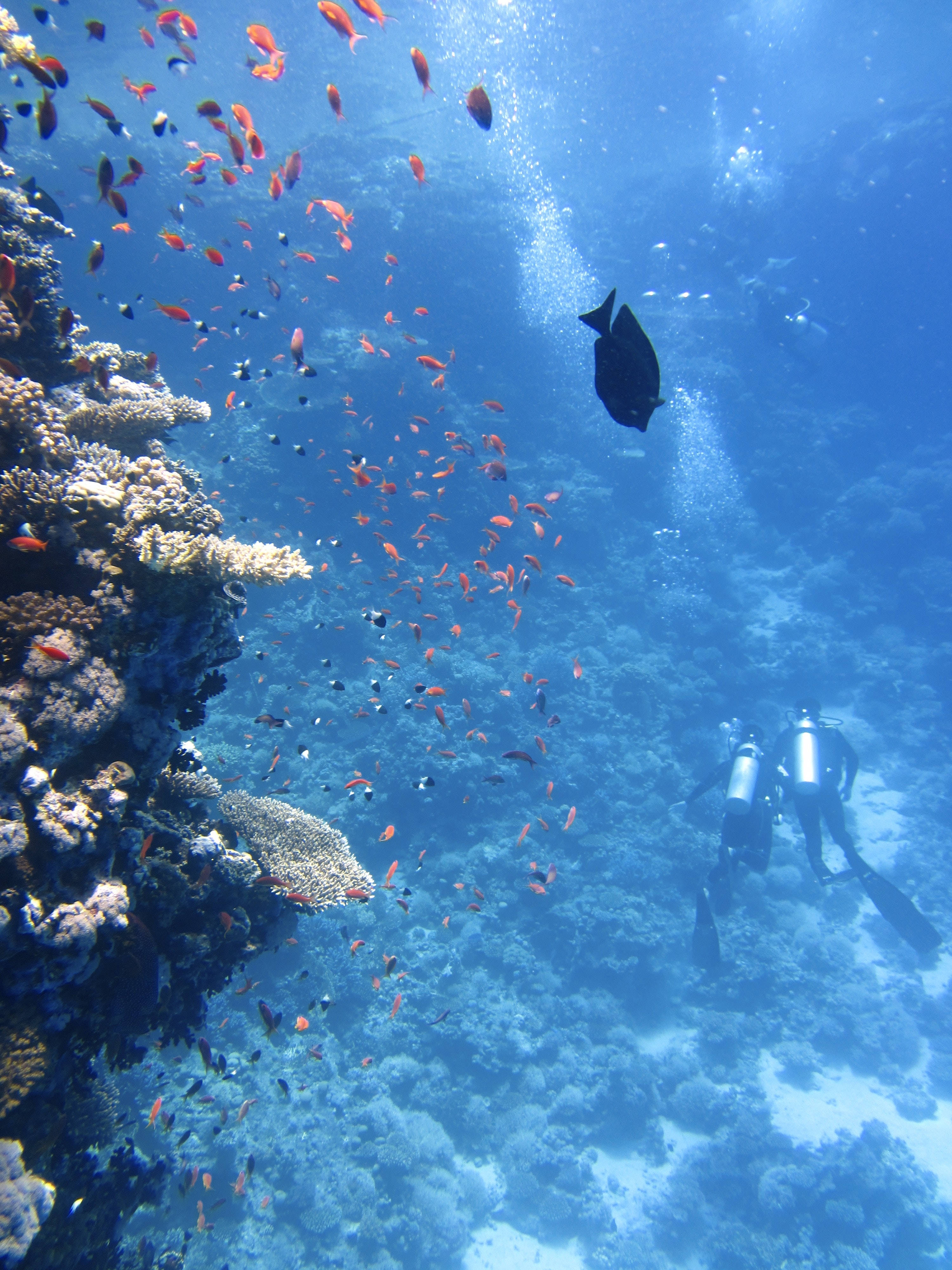 coral reef, colorful fish, scuba divers, 4K Phone Wallpaper