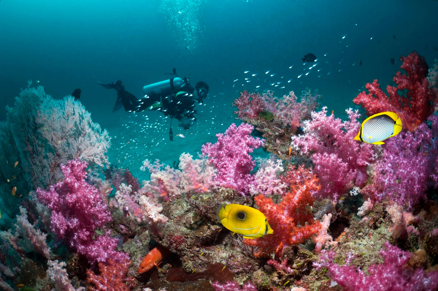 scuba diving, coral reef, pink red fish, HD Desktop Wallpaper