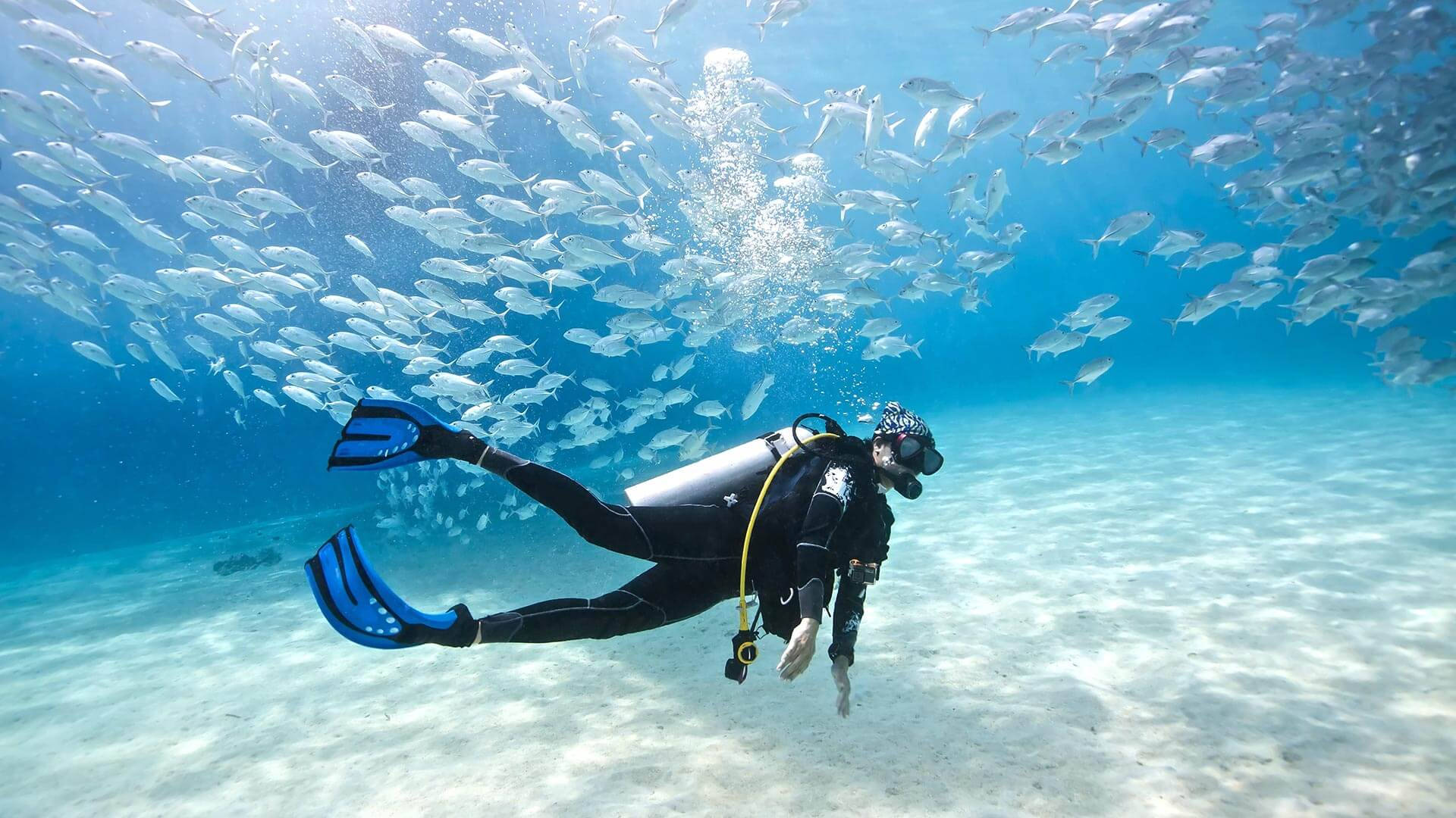 scuba diving, silver fish, clear blue water, Full HD Desktop Wallpaper