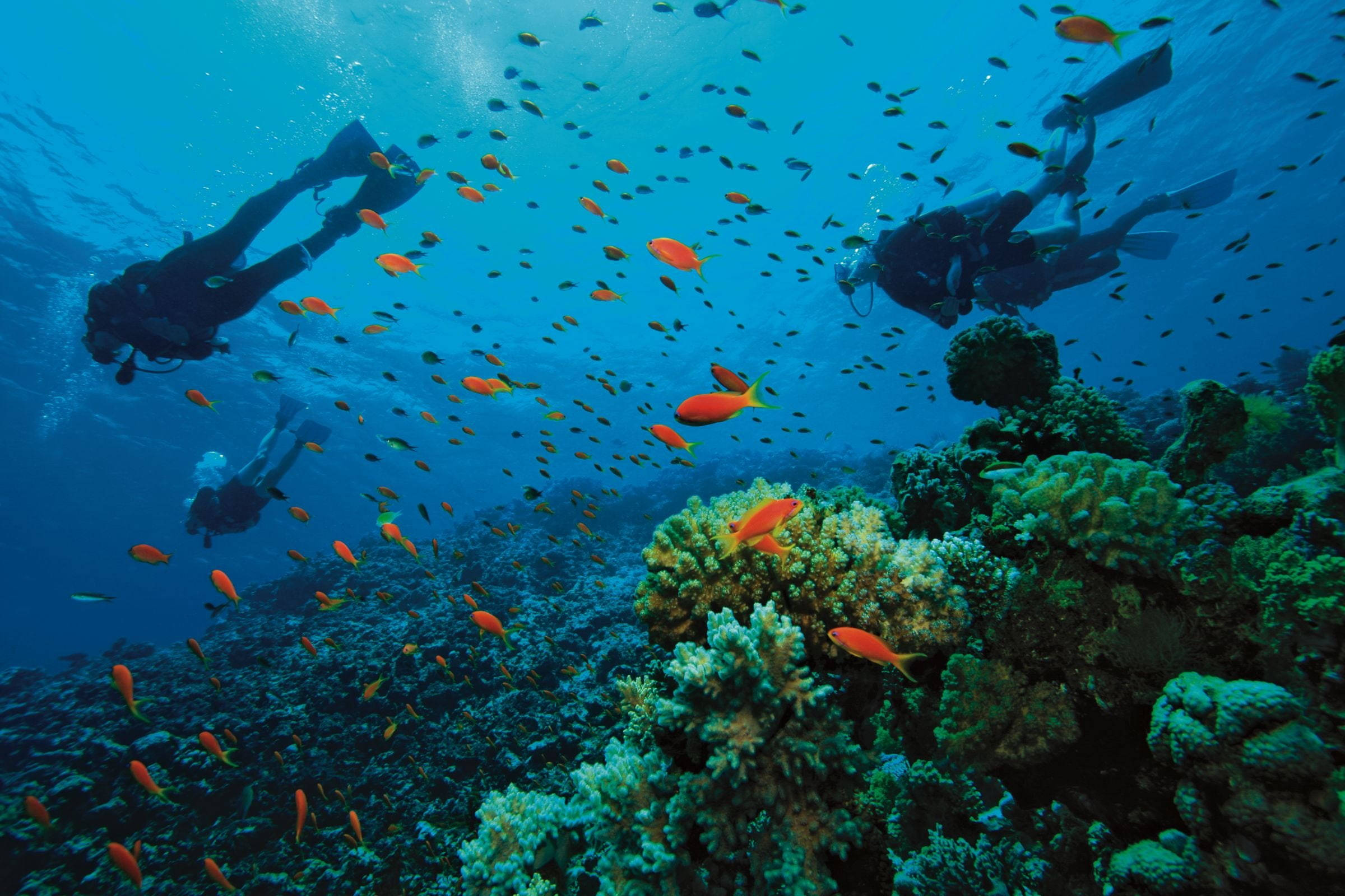 scuba diving, orange fish, coral reef, Full HD Desktop Wallpaper