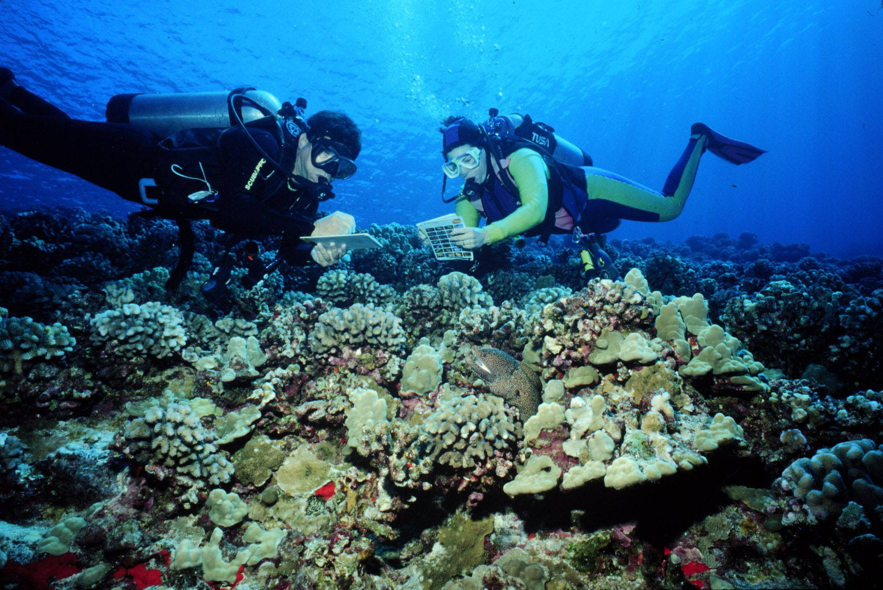 scuba diving, marine researchers, coral formations, HD Desktop Wallpaper